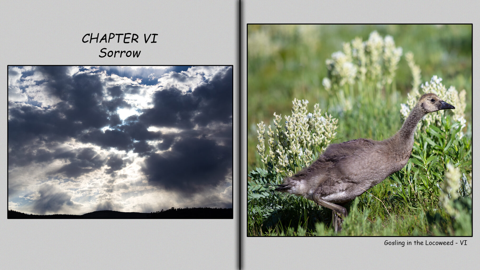 Six-Week-Old gosling