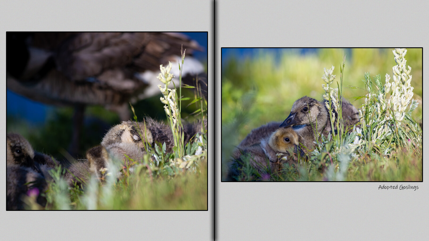 Adopted Goslings