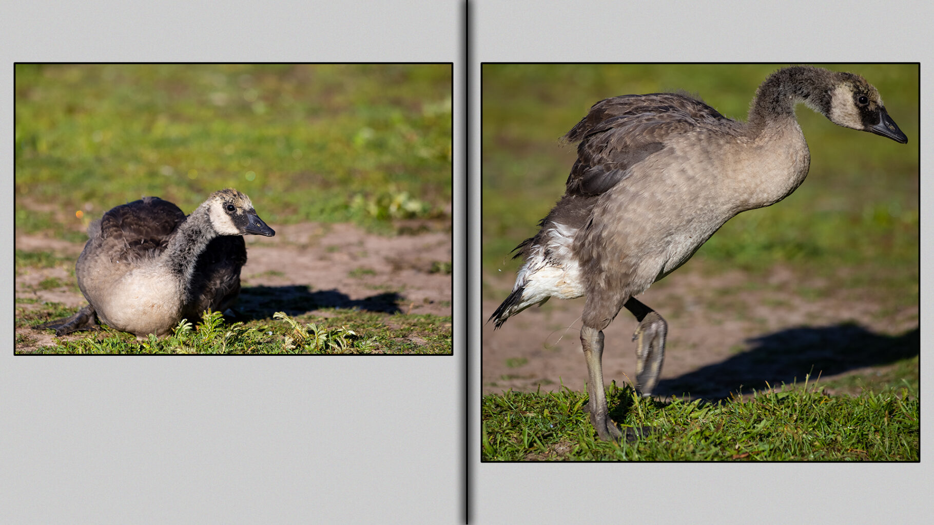Gosling with fishing line entangled around their legs.