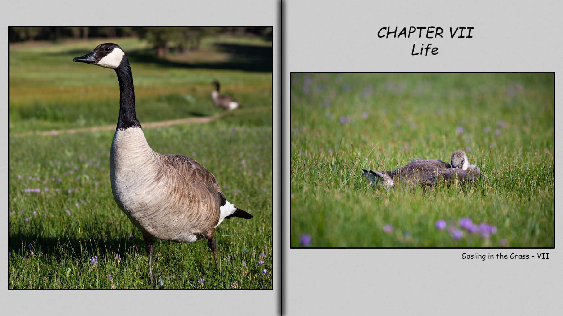 Seven-week-old gosling asleep in a field of purple flowers.