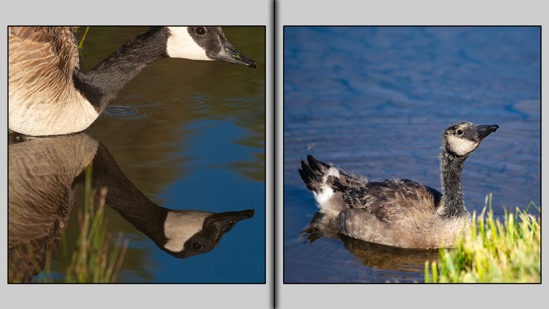 Canada geese at the lake's edge.