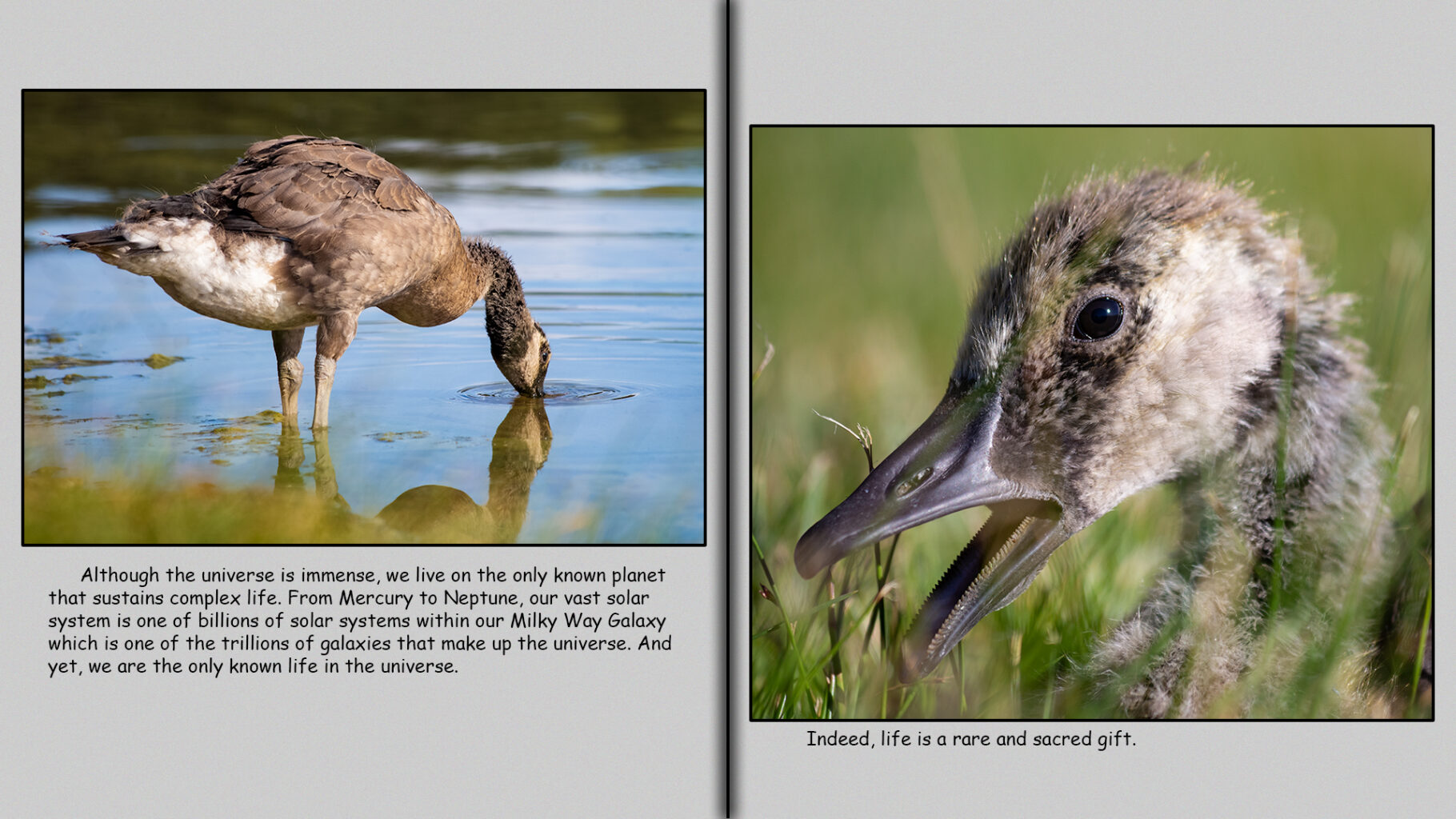 Life is a rare and sacred gift. 