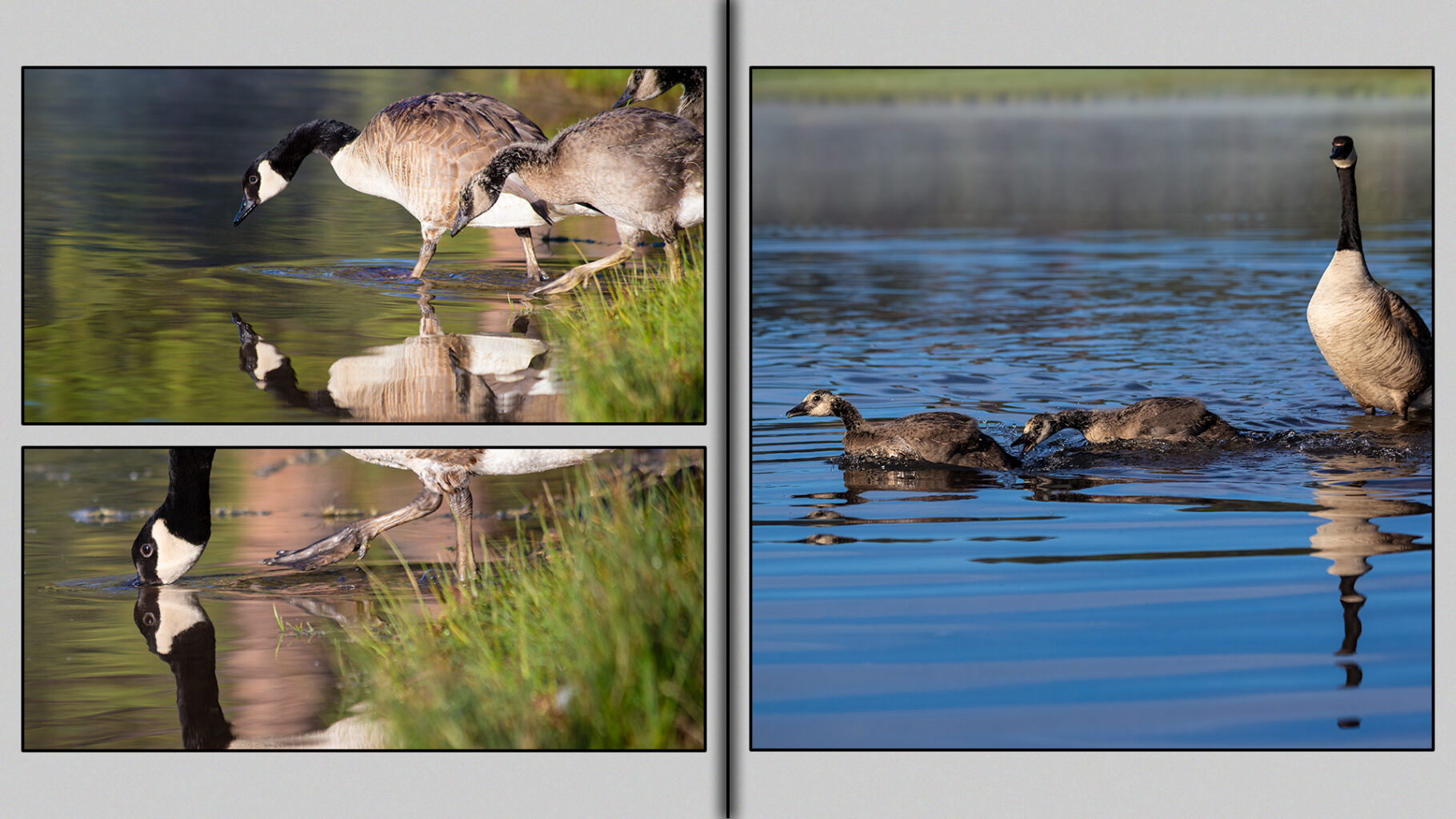The brood enters the water.
