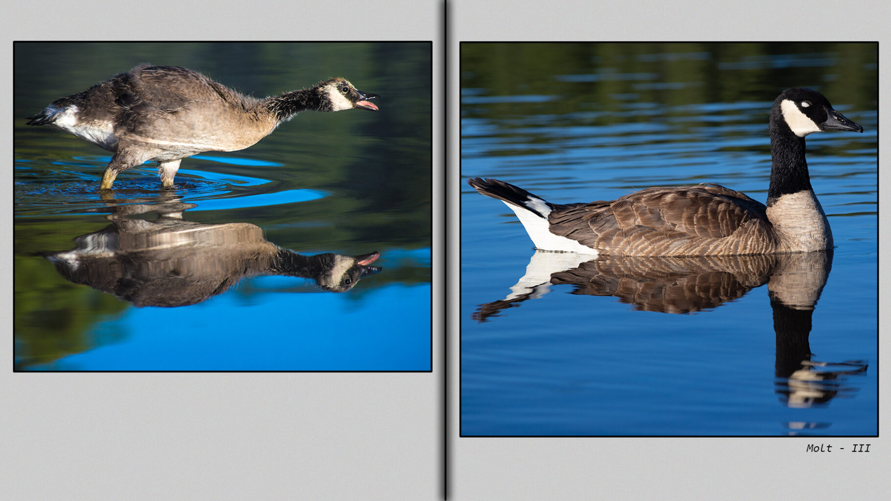 Canada goose after the molt as new flight feather begin to regrow.