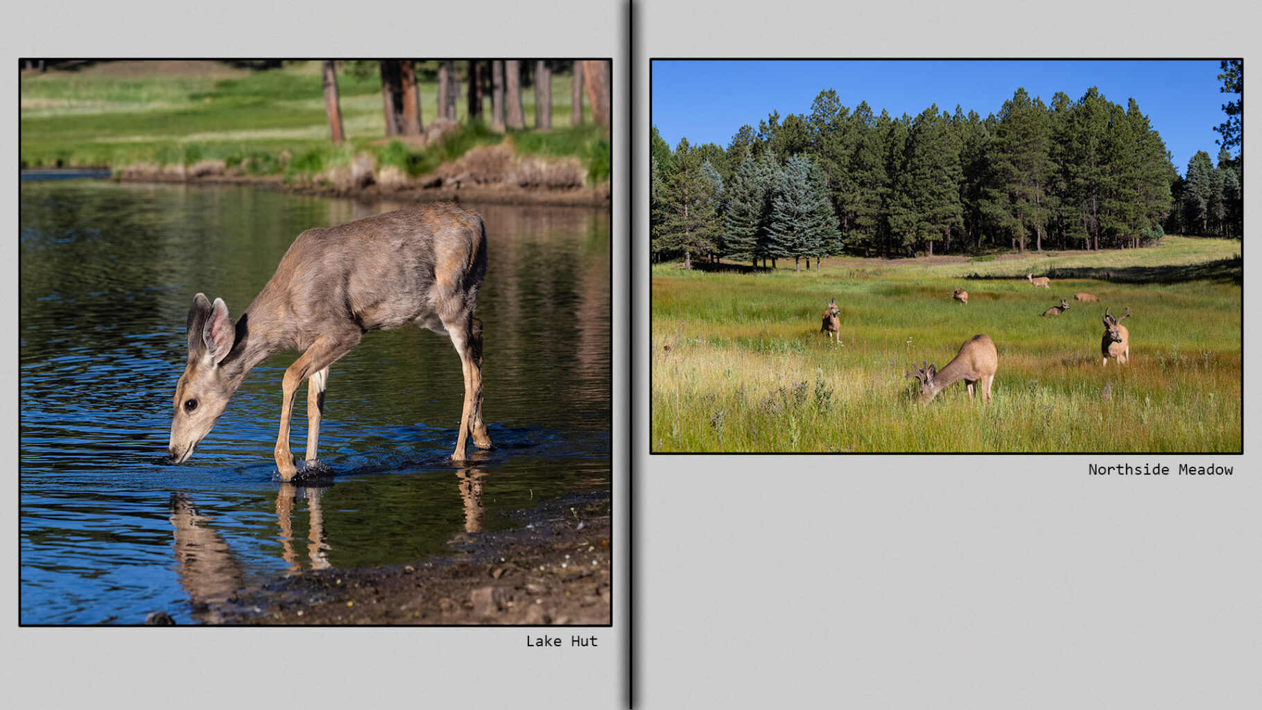 Deer in the meadow and at the lake's edge.