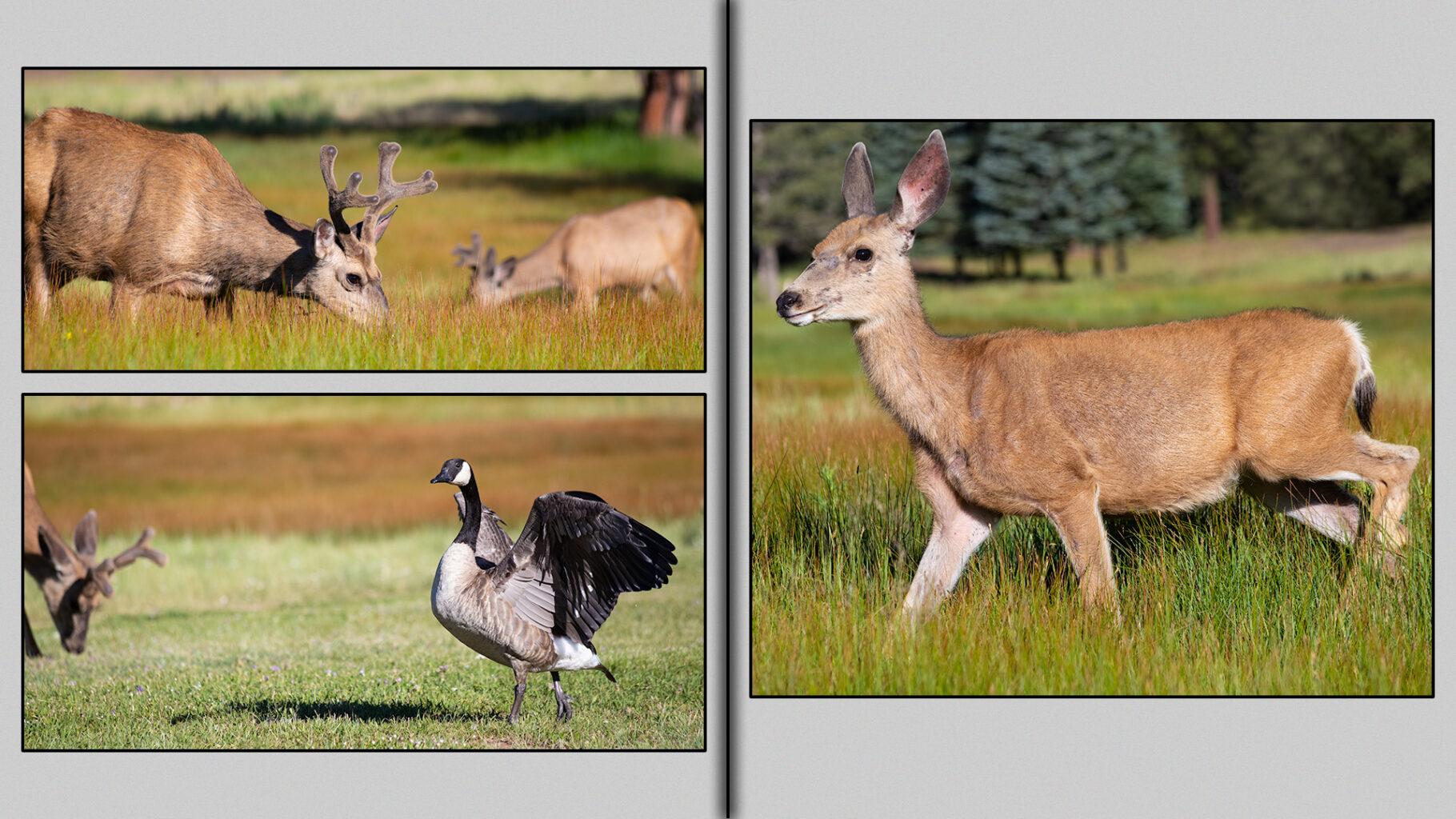 Canada goose wing flaps at a small herd of deer.