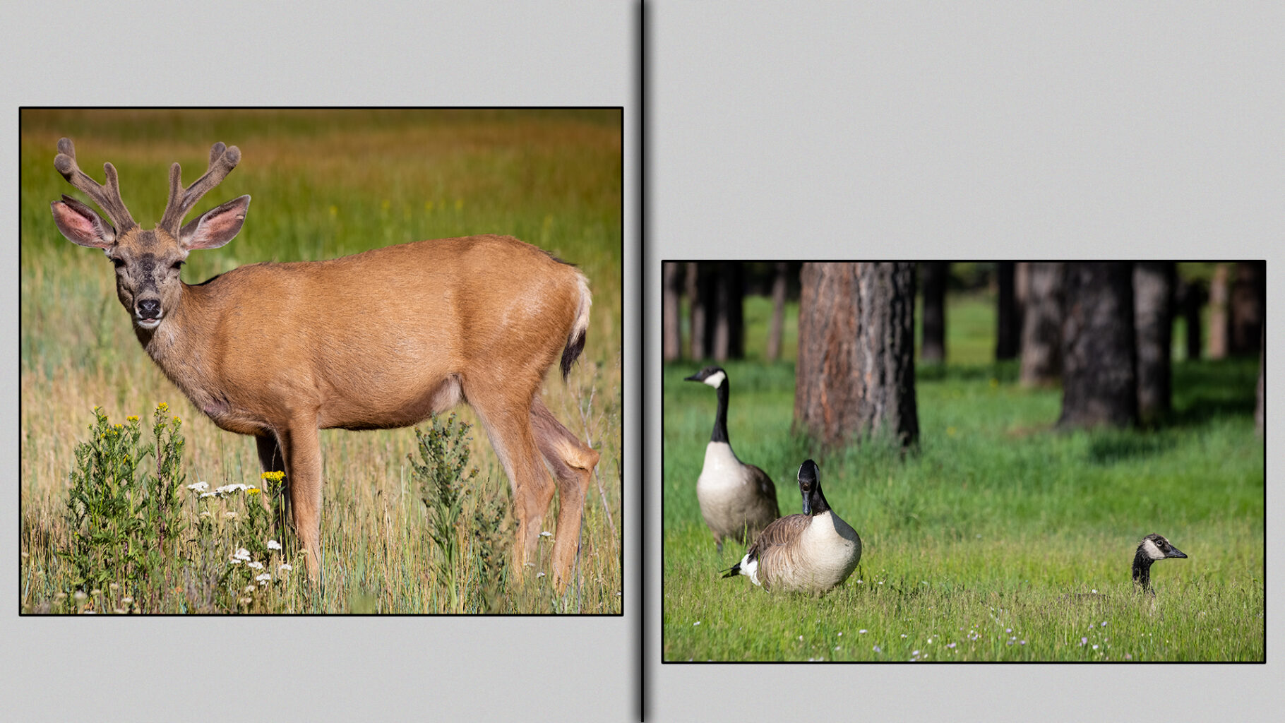 Male deer regrowing his antlers.