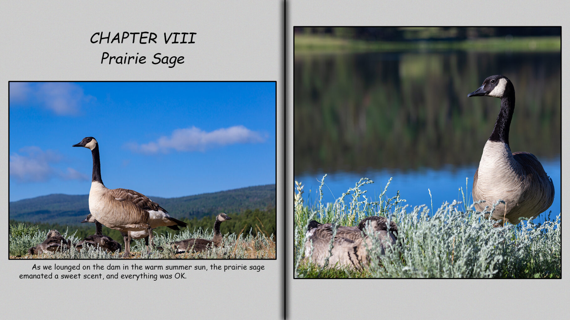 Lounging in the prairie sage.