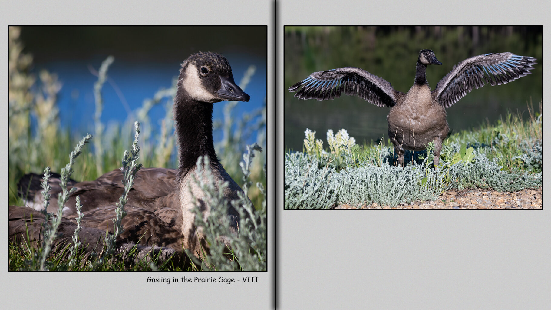 Eight-week-old gosling