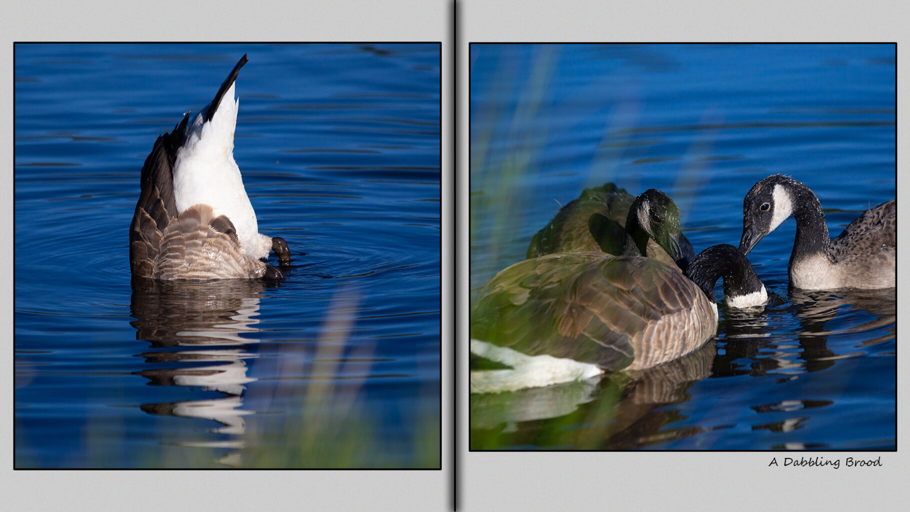 A dabbling brood with eight-week-old goslings.