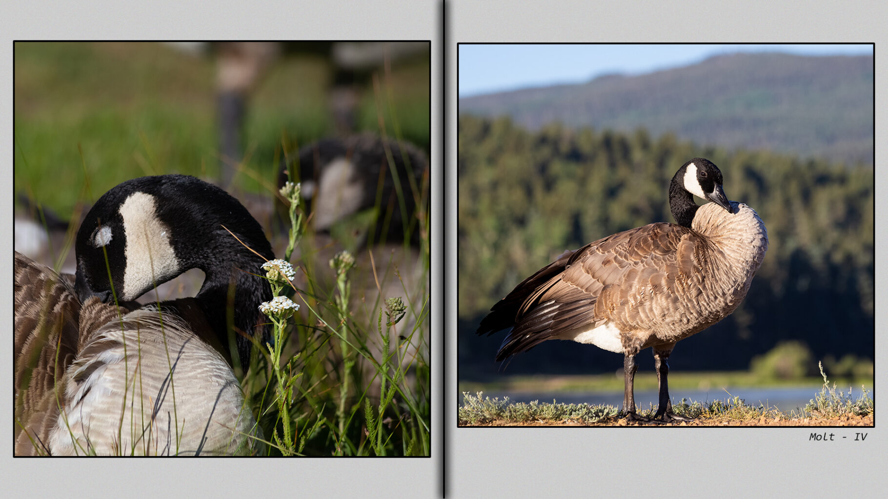 Canada Goose with full flight feathers.