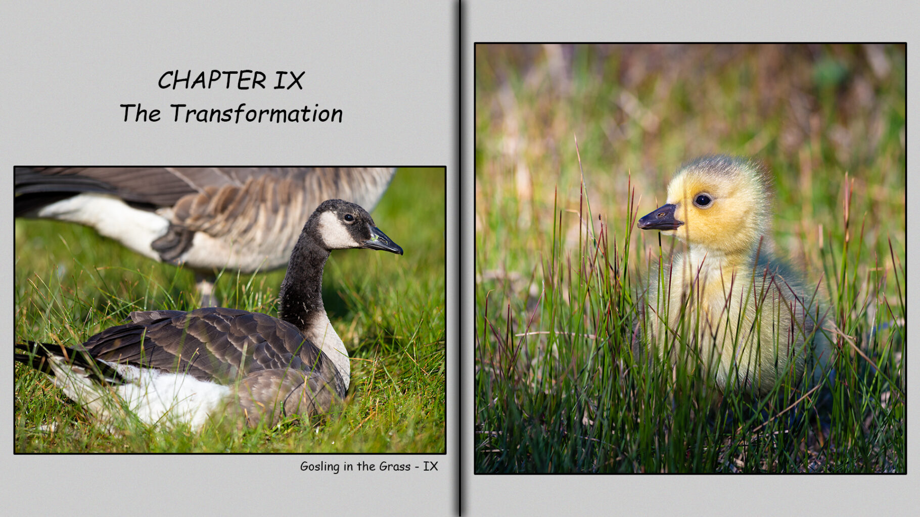 Side-by side comparison of a one and eight-week-old goslings.  