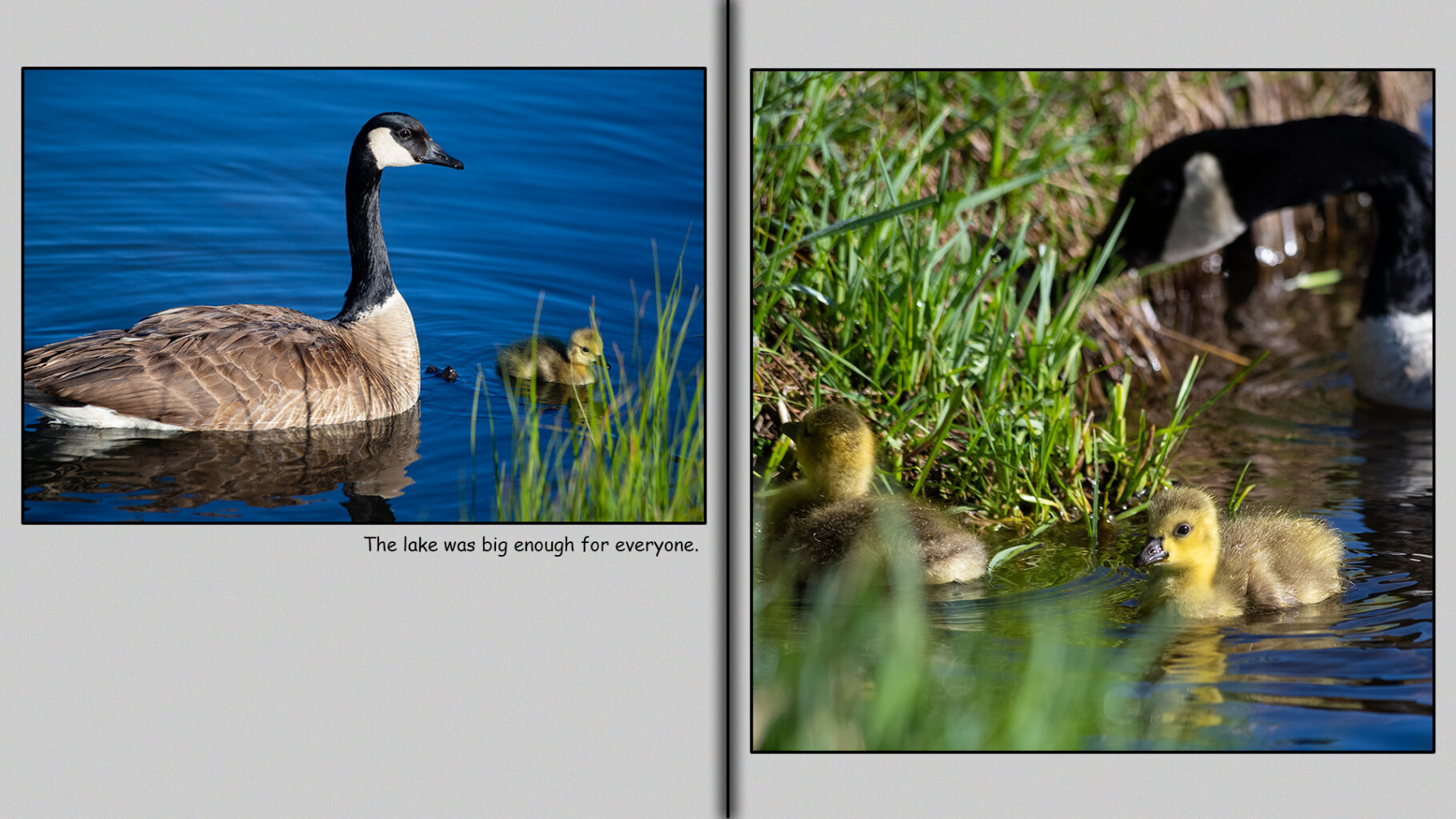 The lake was big enough for everyone.