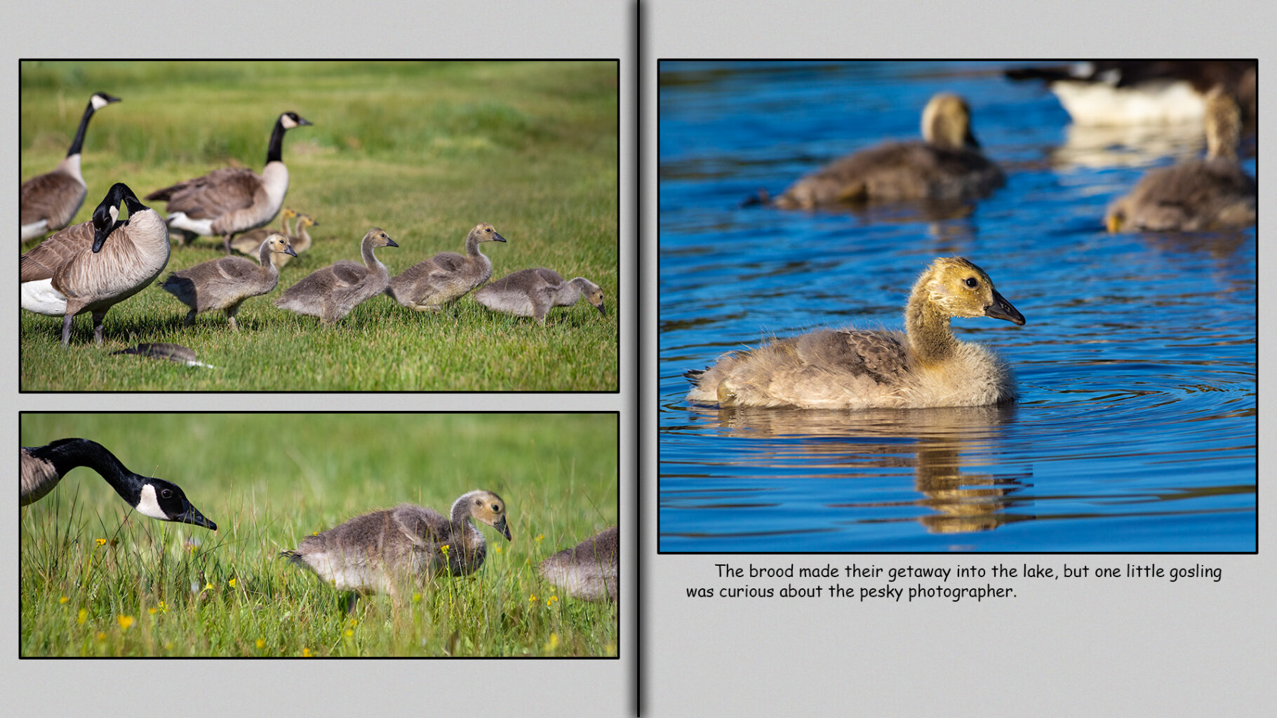 Four-week-old goslings lead their guardians into the safety of the lake where one gosling is curious.