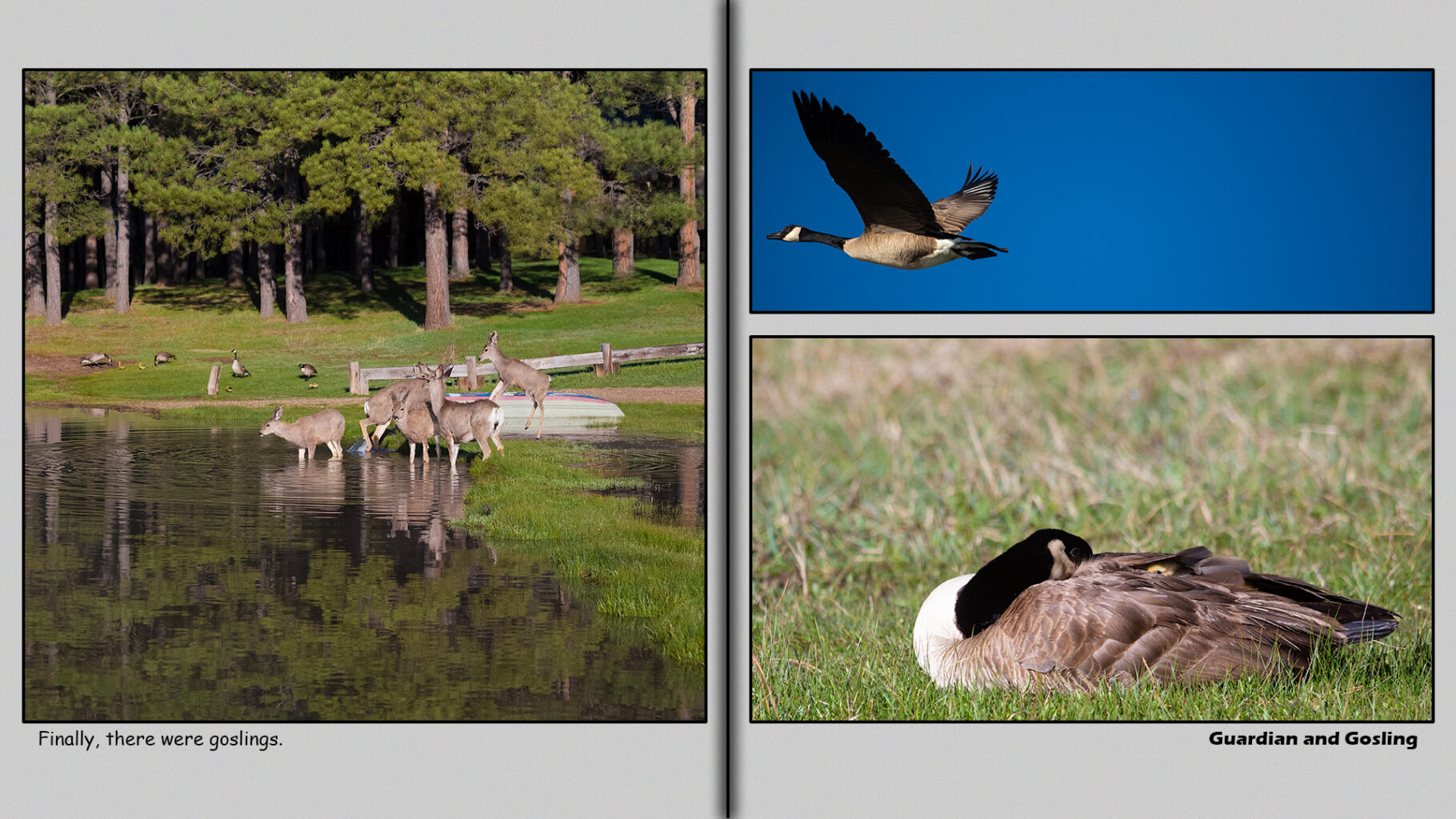 Guardian and Gosling