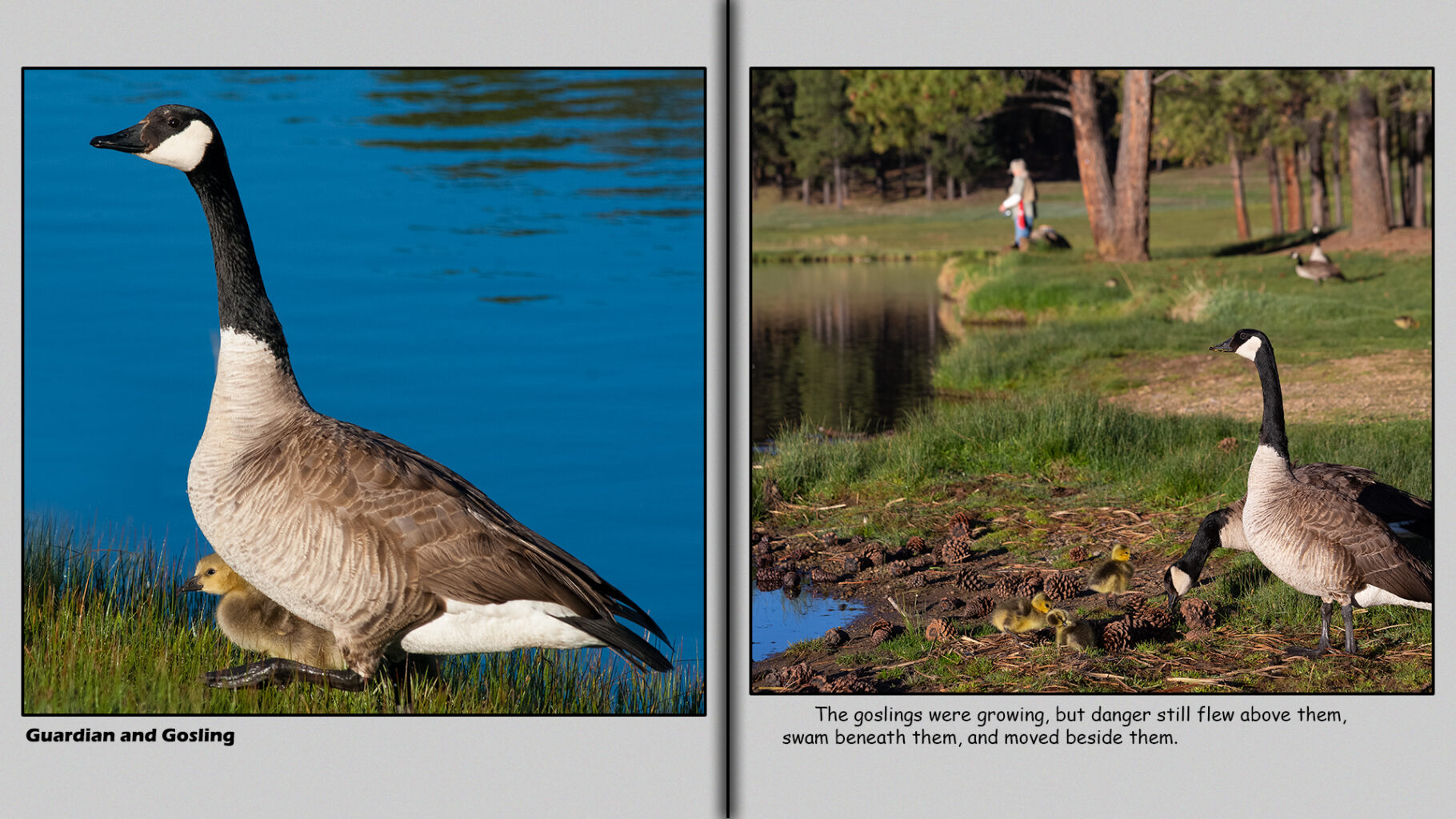 Canada Geese with two-week-old goslings