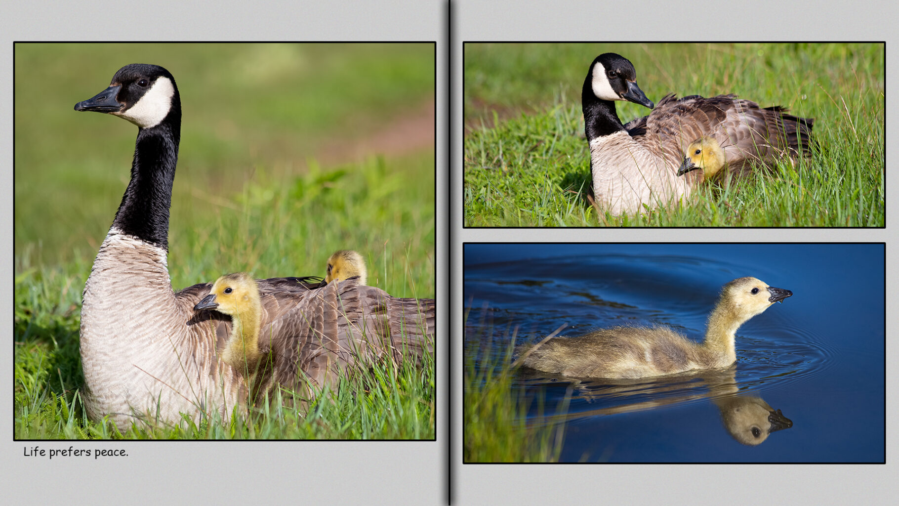 The sun peeks out from behind the clouds and shines upon Mother Goose and her goslings.