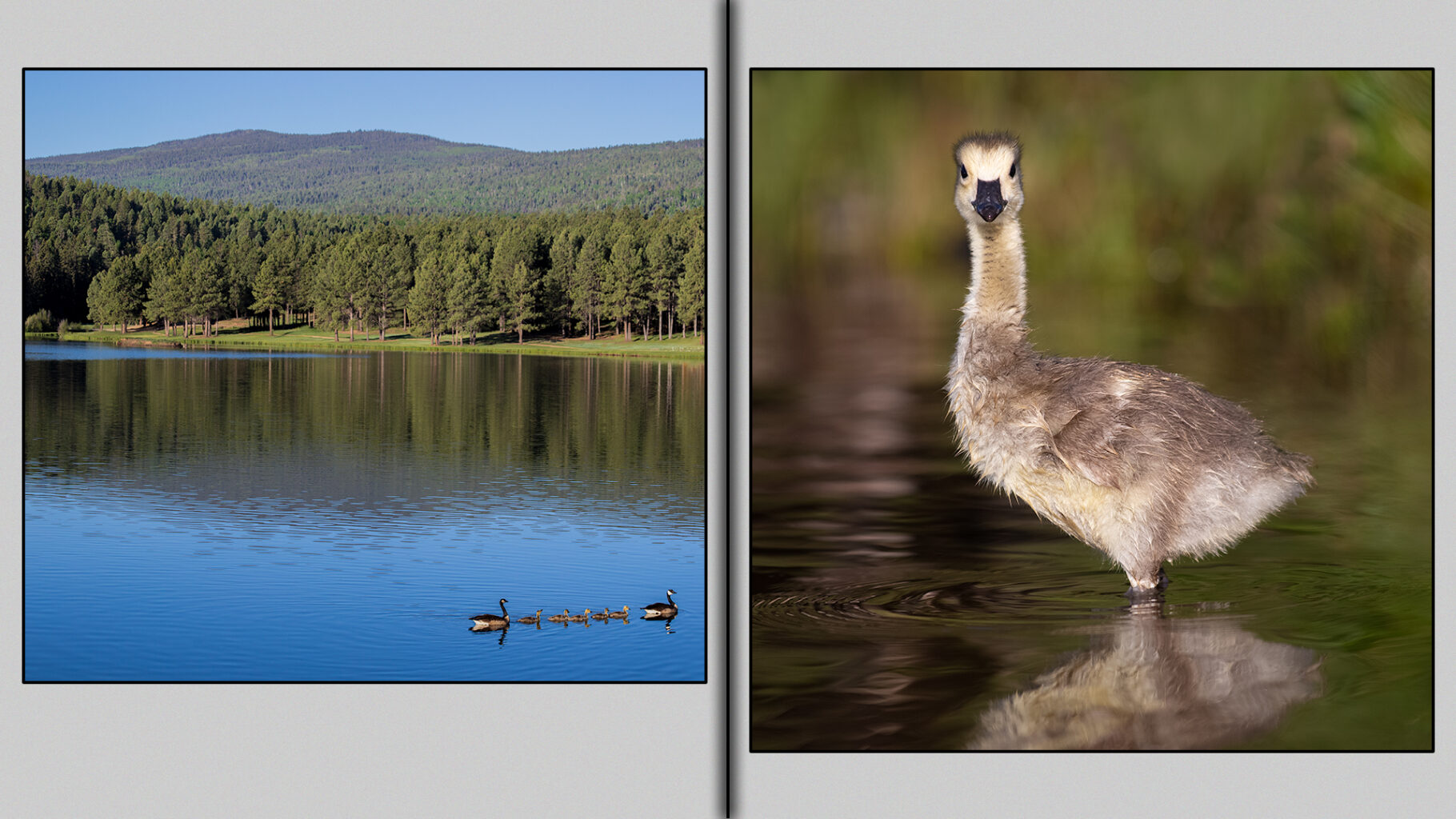 Three-Week-Old gosling