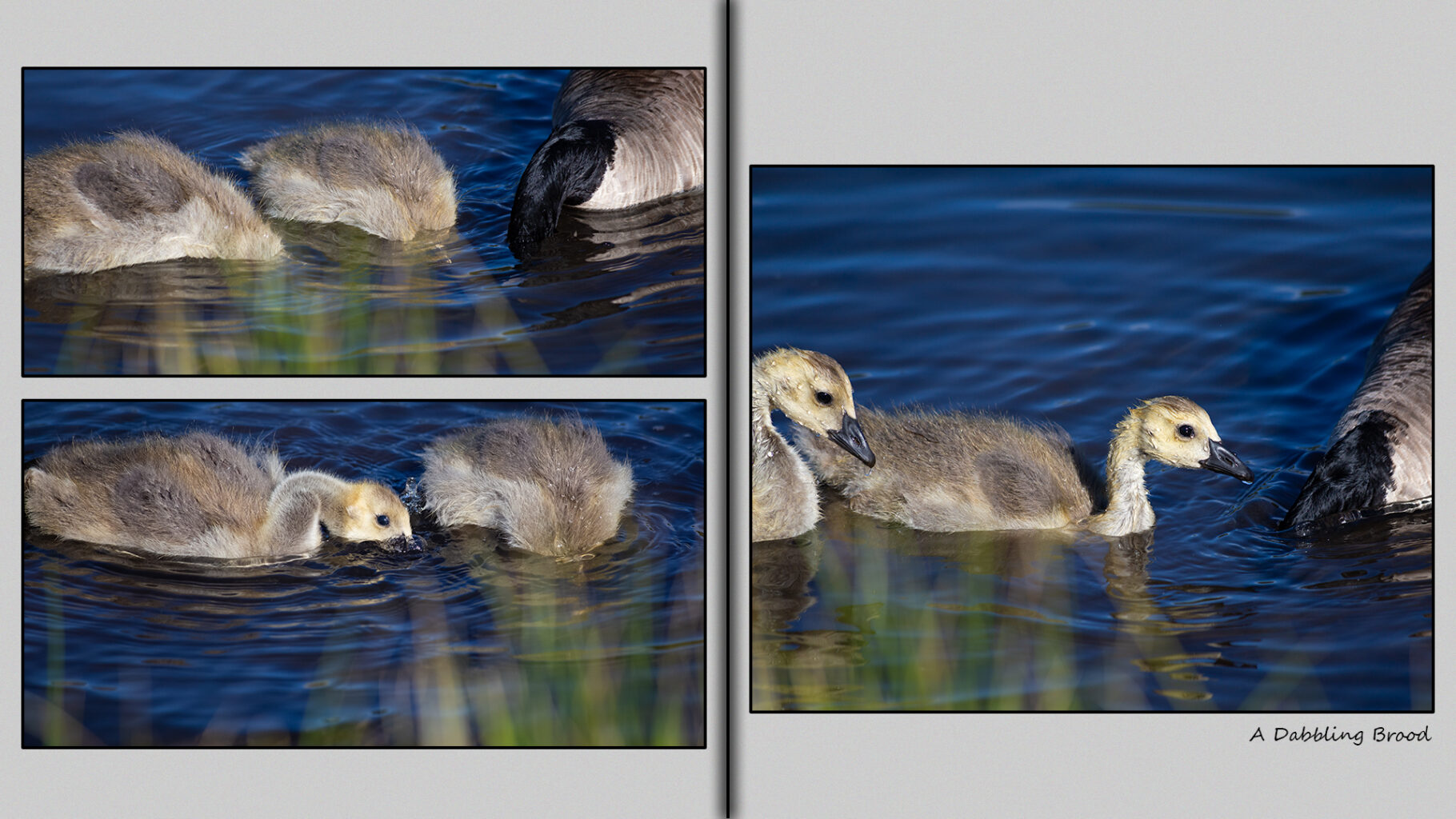 A dabbling brood. Three-week-old goslings. 