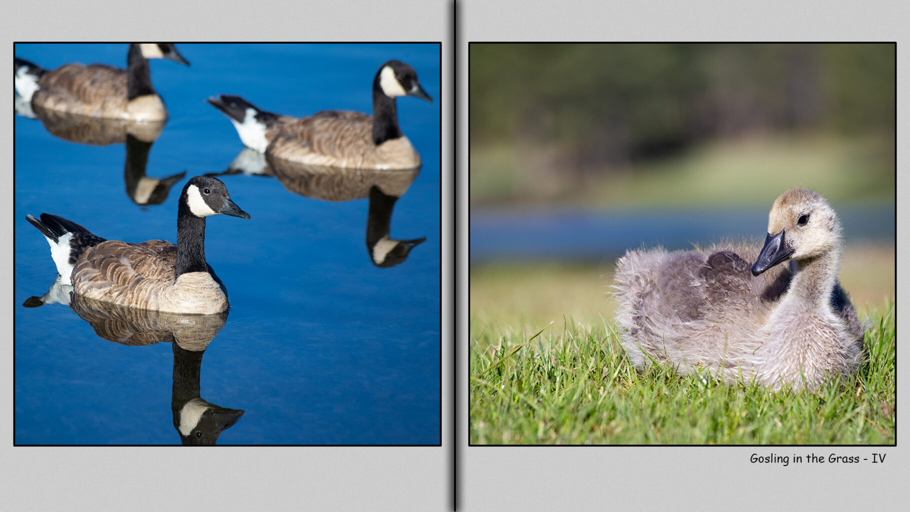 Four-week old gosling.