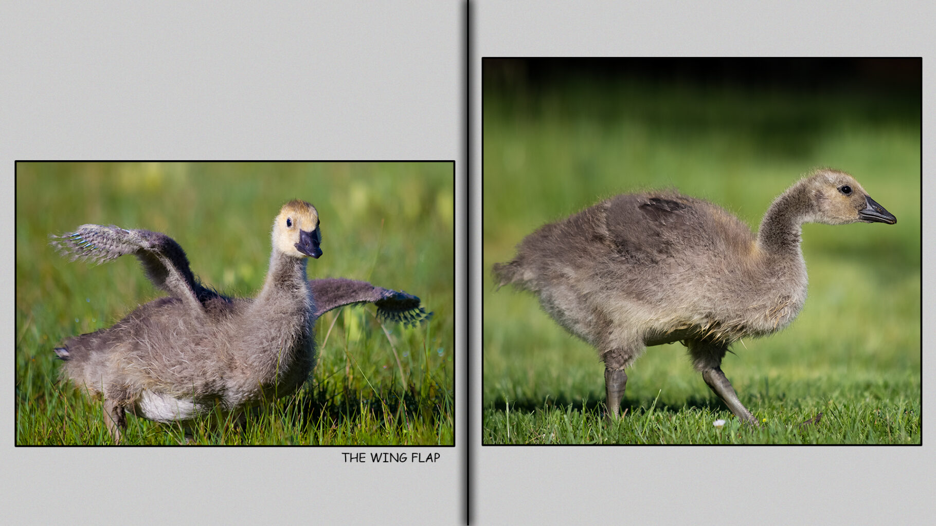 Gosling in the grass.