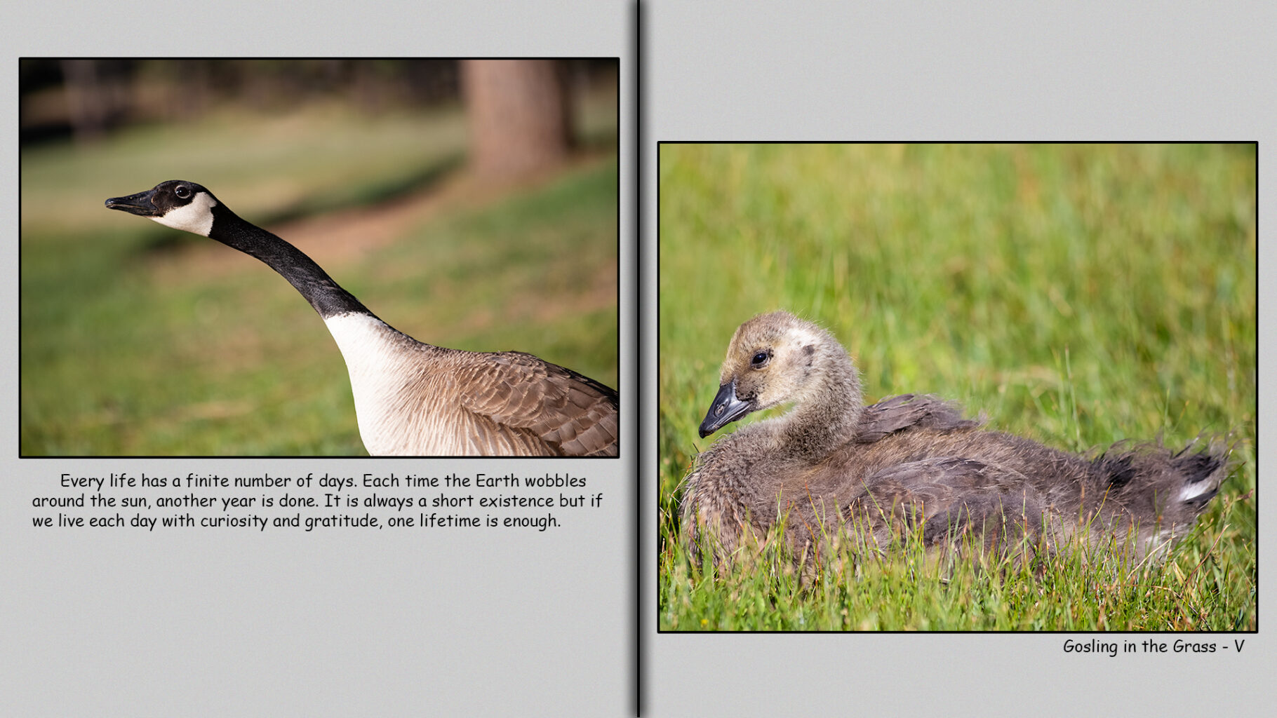 Five-Week-Old Gosling