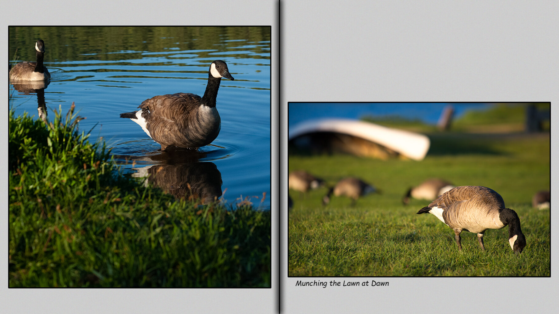 Canada geese munching the lawn at dawn.