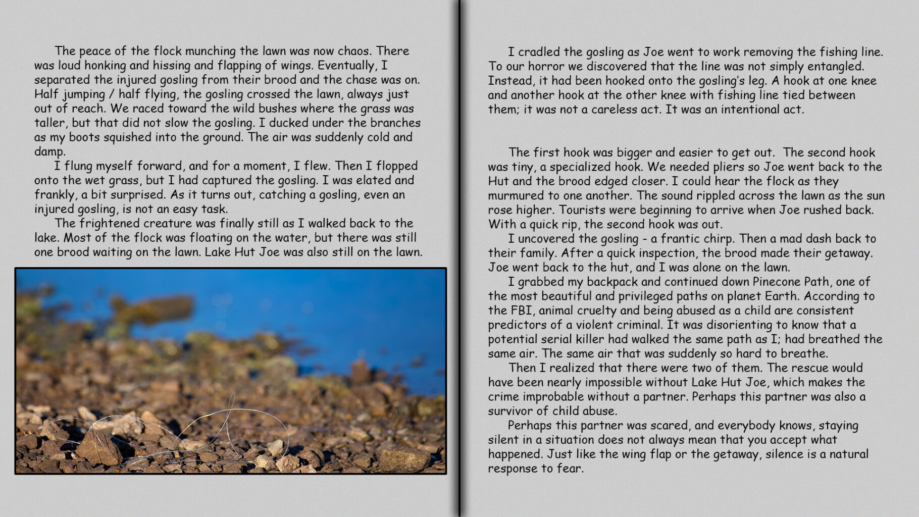 The peace of the flock munching the lawn was now chaos. 