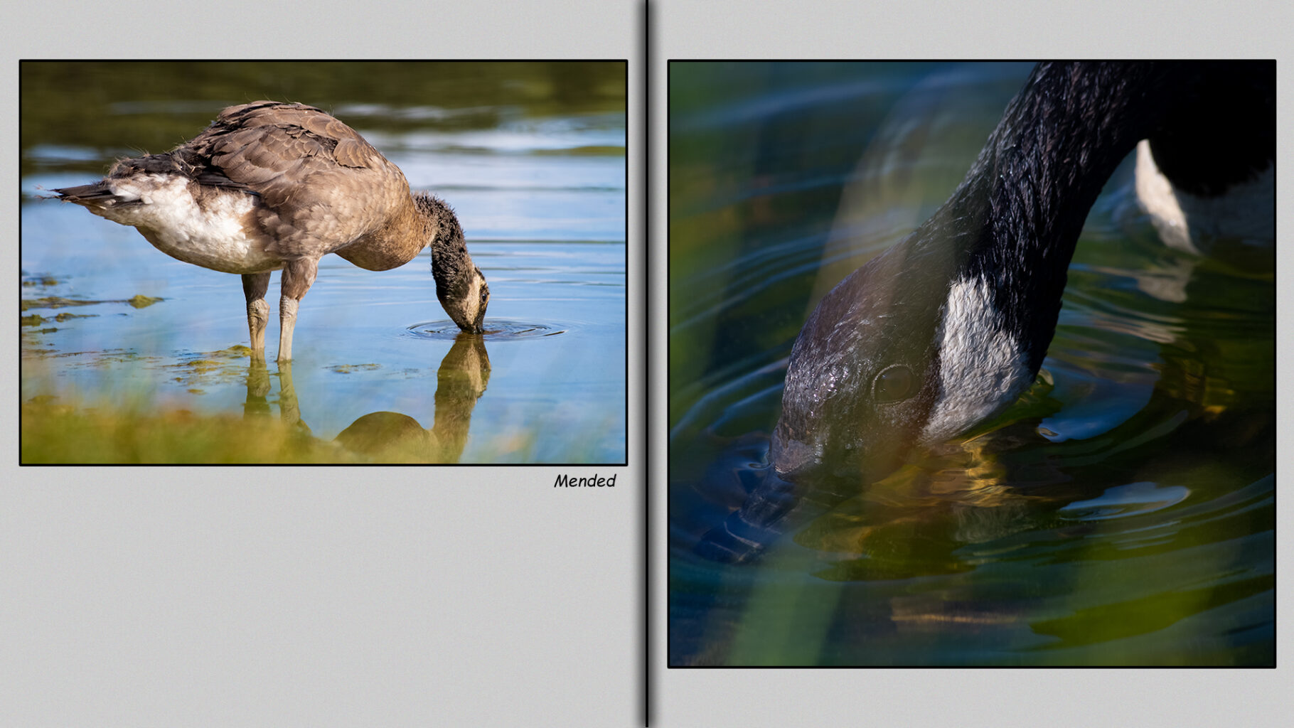 Canada Gosling has mended from their encounter with evil.