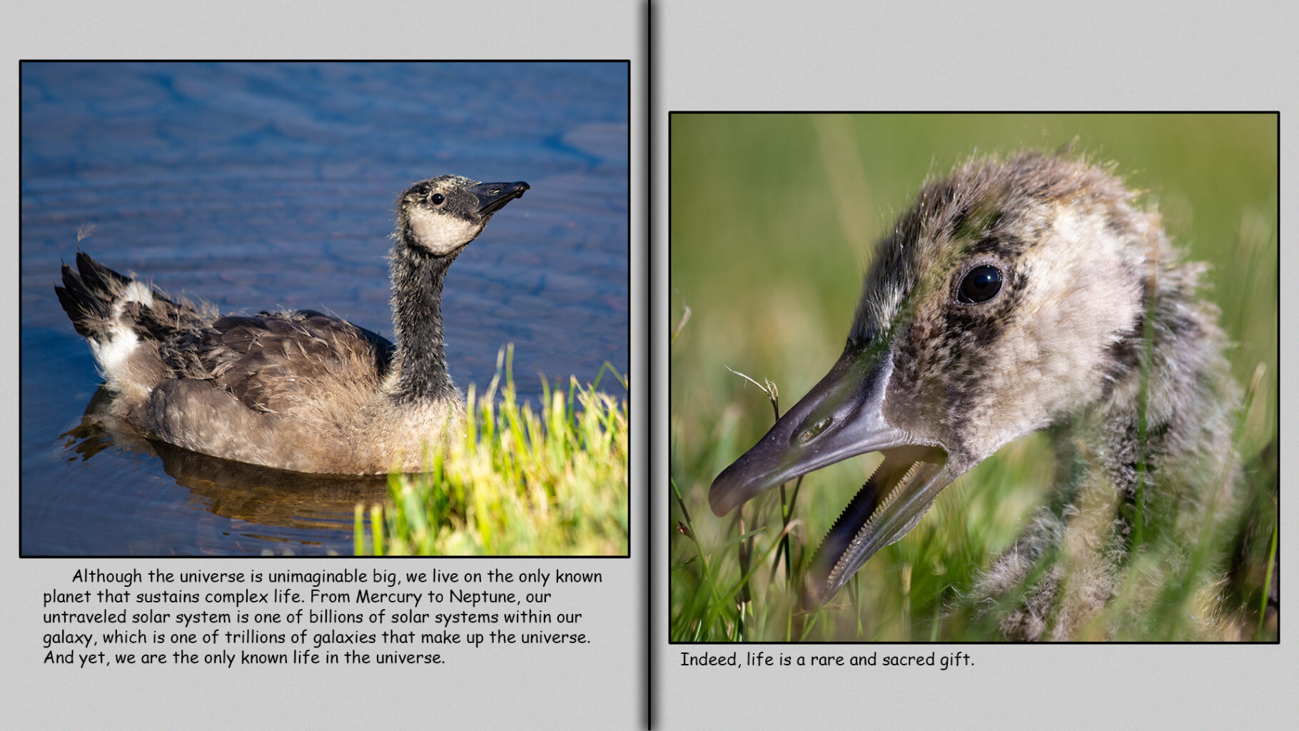 Life is a rare and sacred gift. 