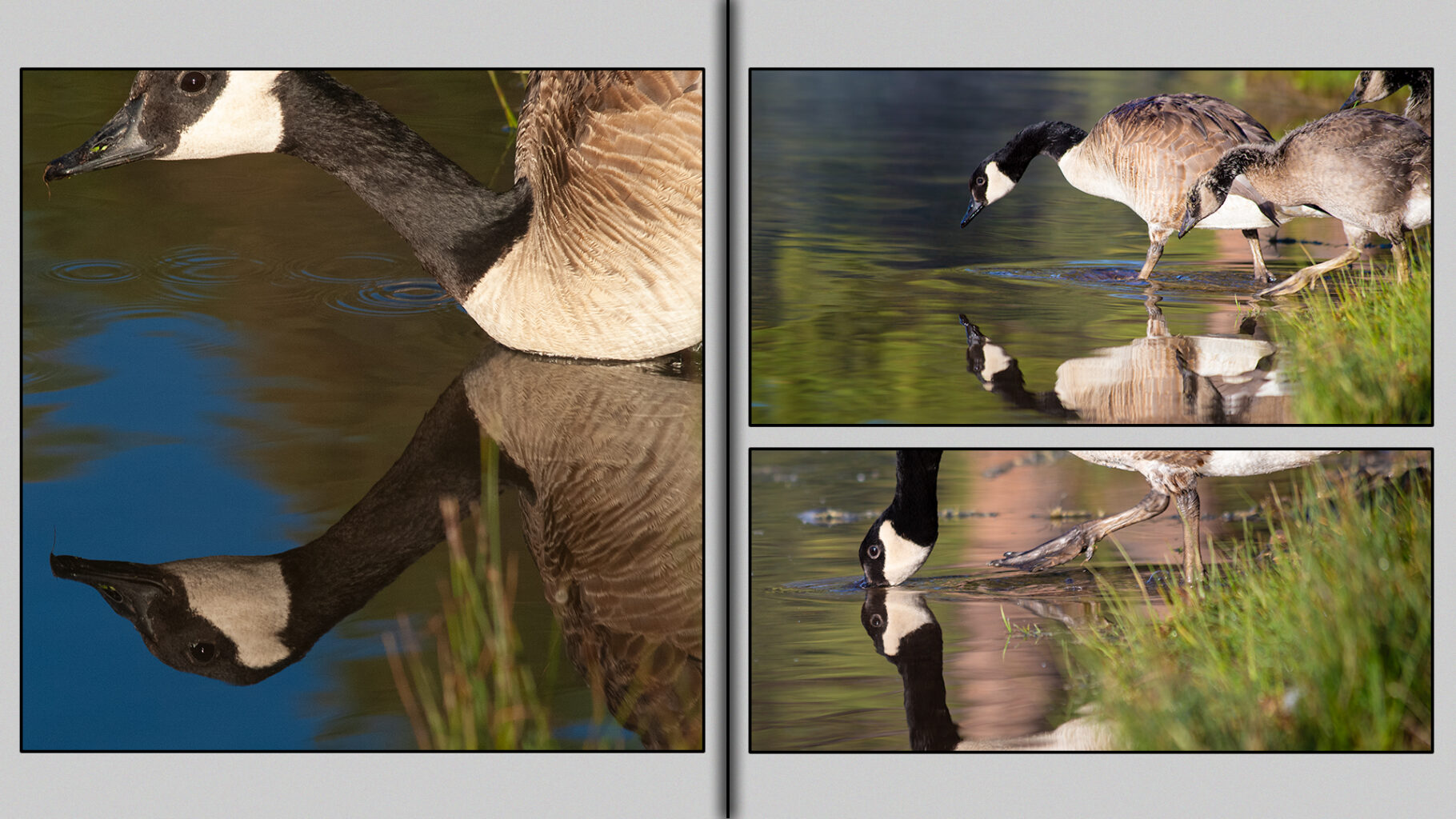 Canada Goose brood lakeside.