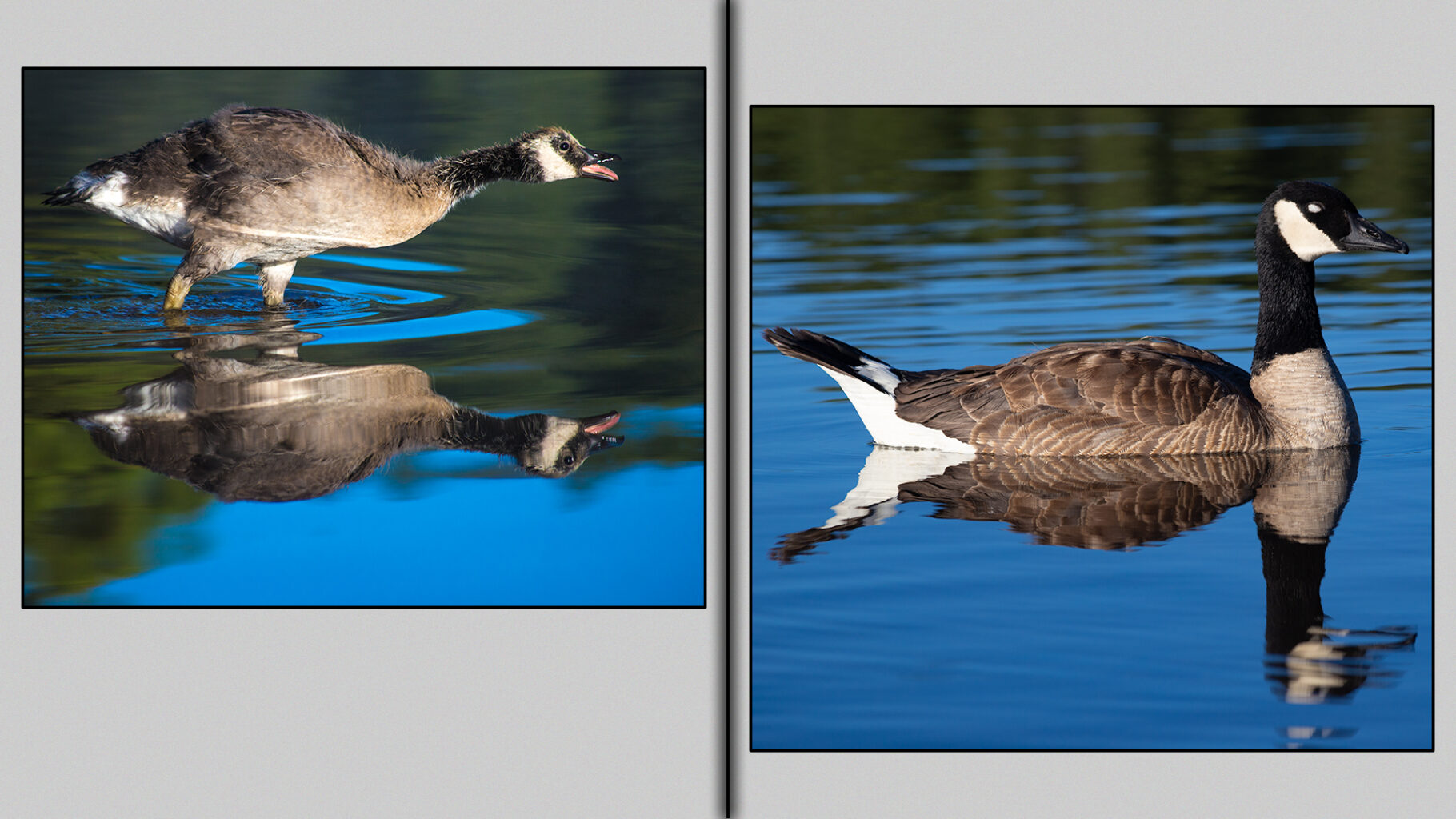 Canada goose after the molt as new flight feather begin to regrow.
