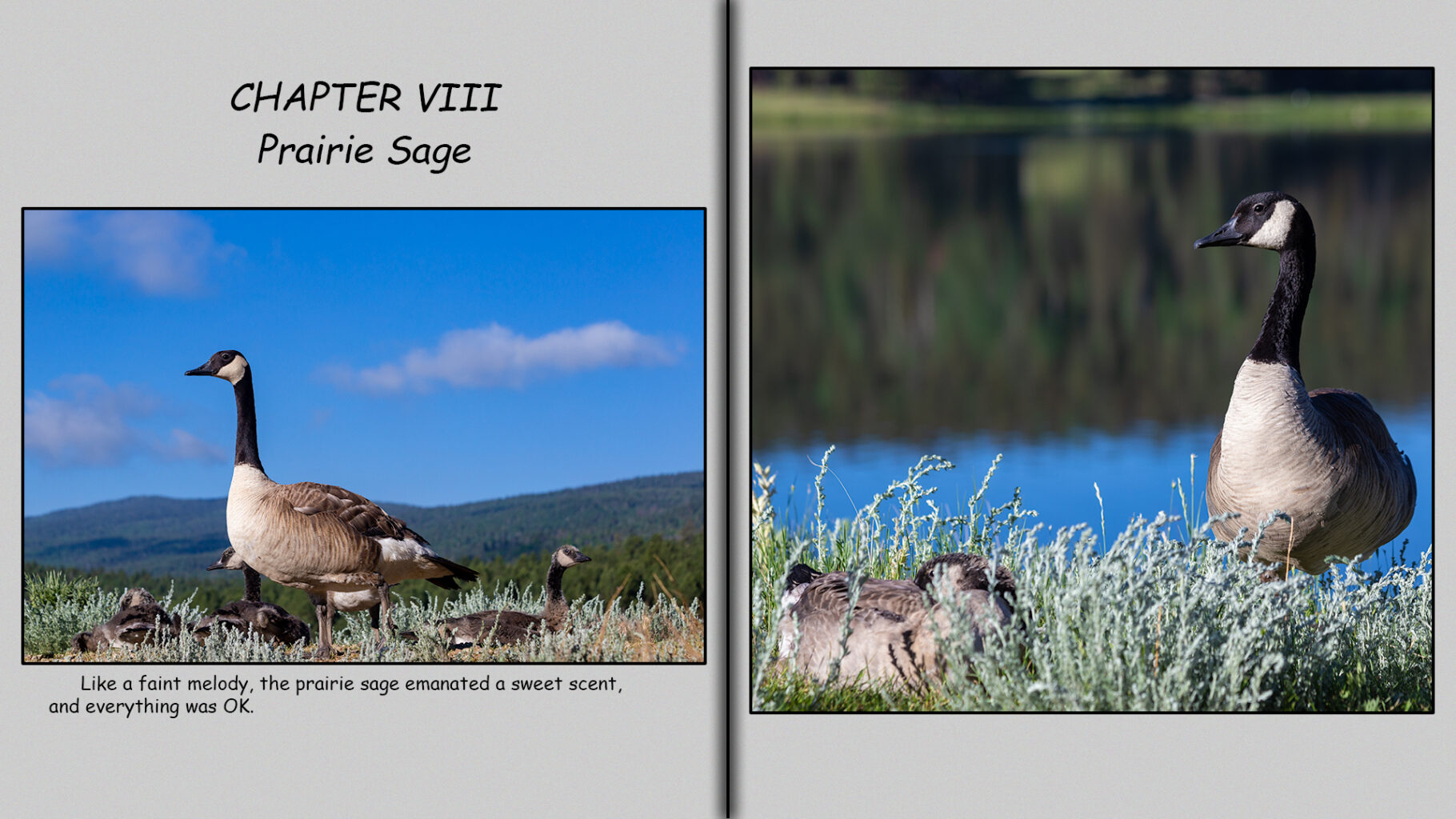 Like a faint melody, the prairie sage emanated a sweet scent, and everything was OK.