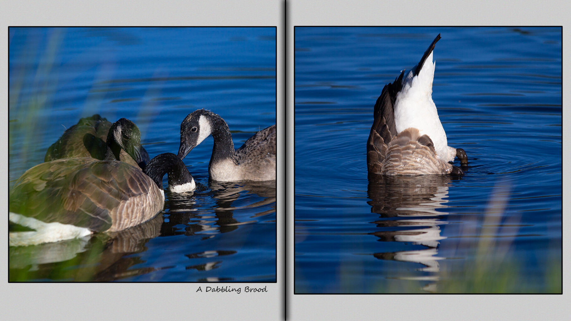 A dabbling brood with eight-week-old goslings.