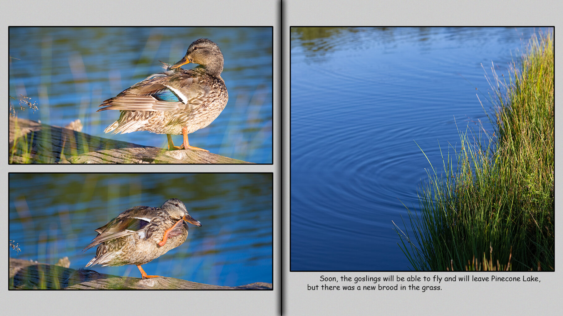 Female Mallard