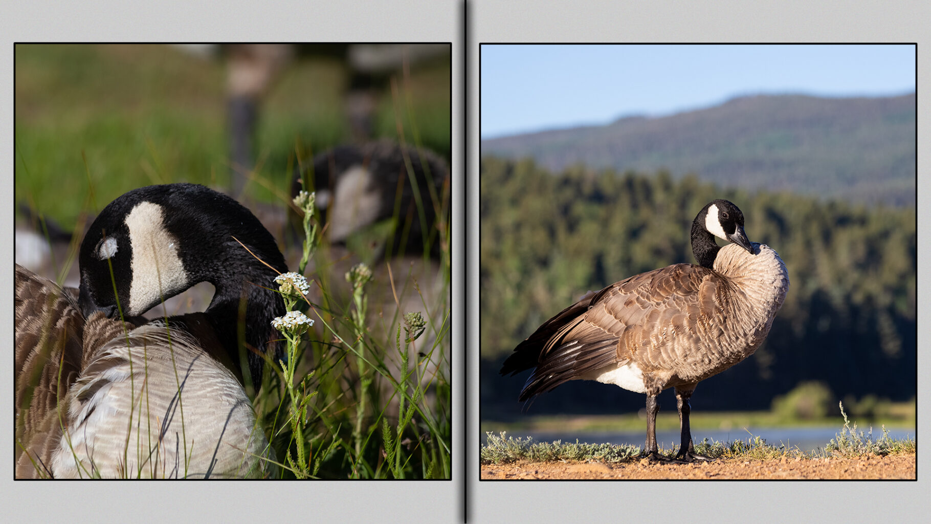Canada Goose with full flight feathers.