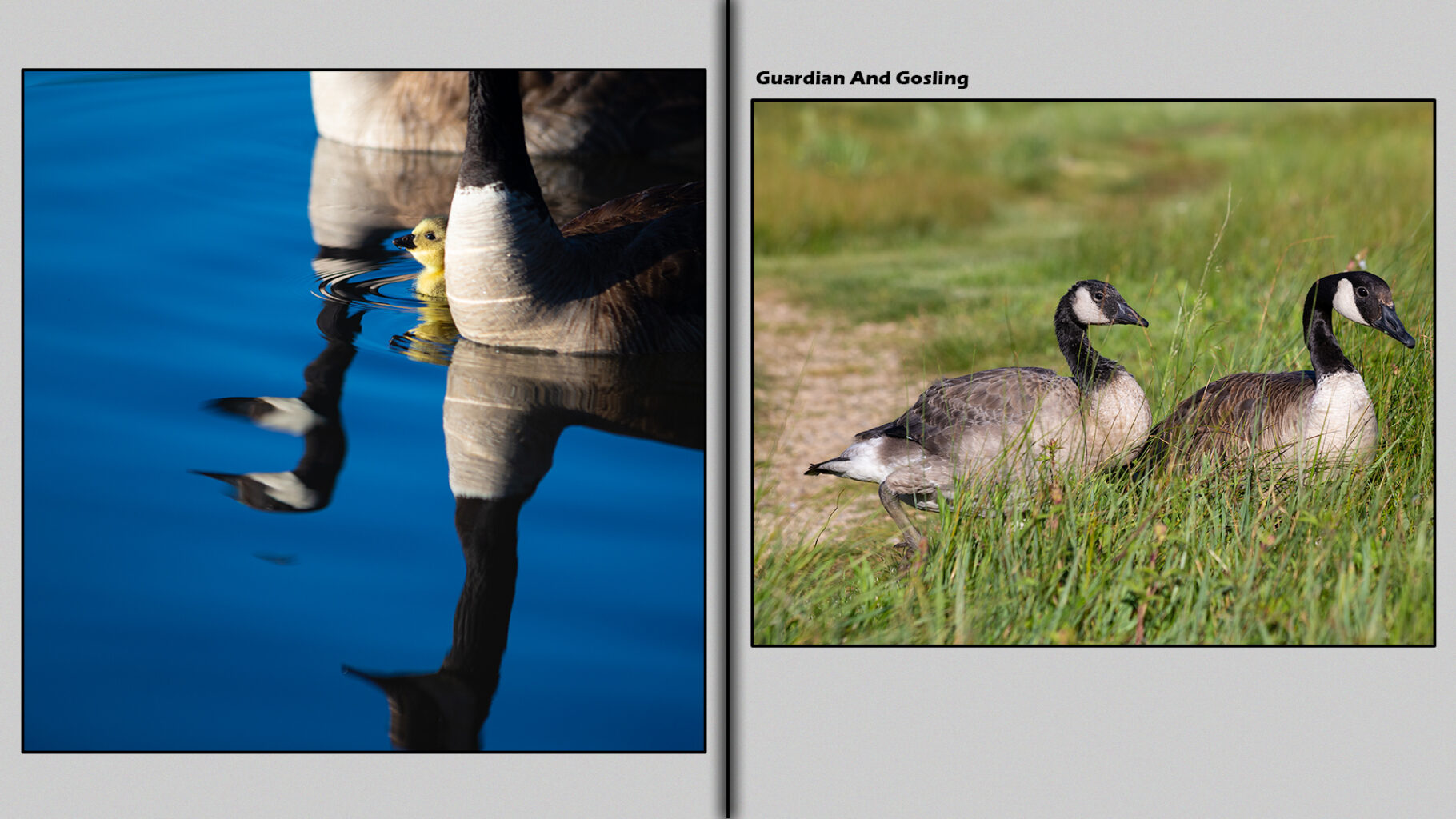 Canada Goose and gosling comparison between a one and eight-week-old goslings.