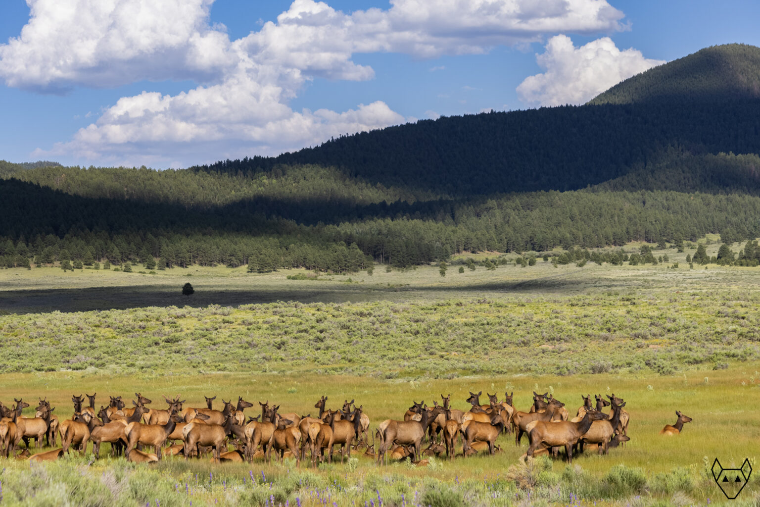 A large herd of elk have come down from their mountain and are lounging with the summer sun in the valley.