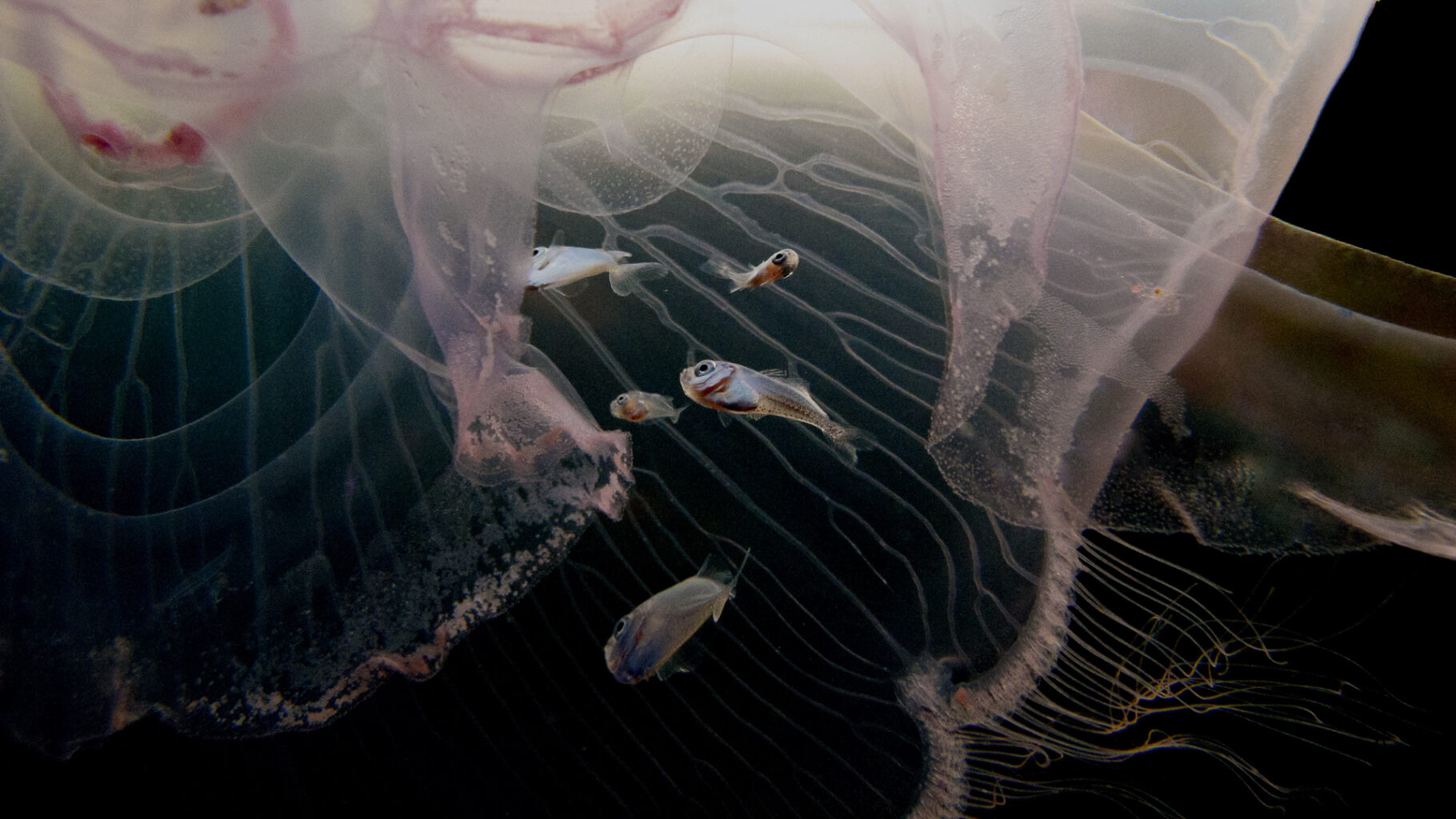 You don't understand how big the world is