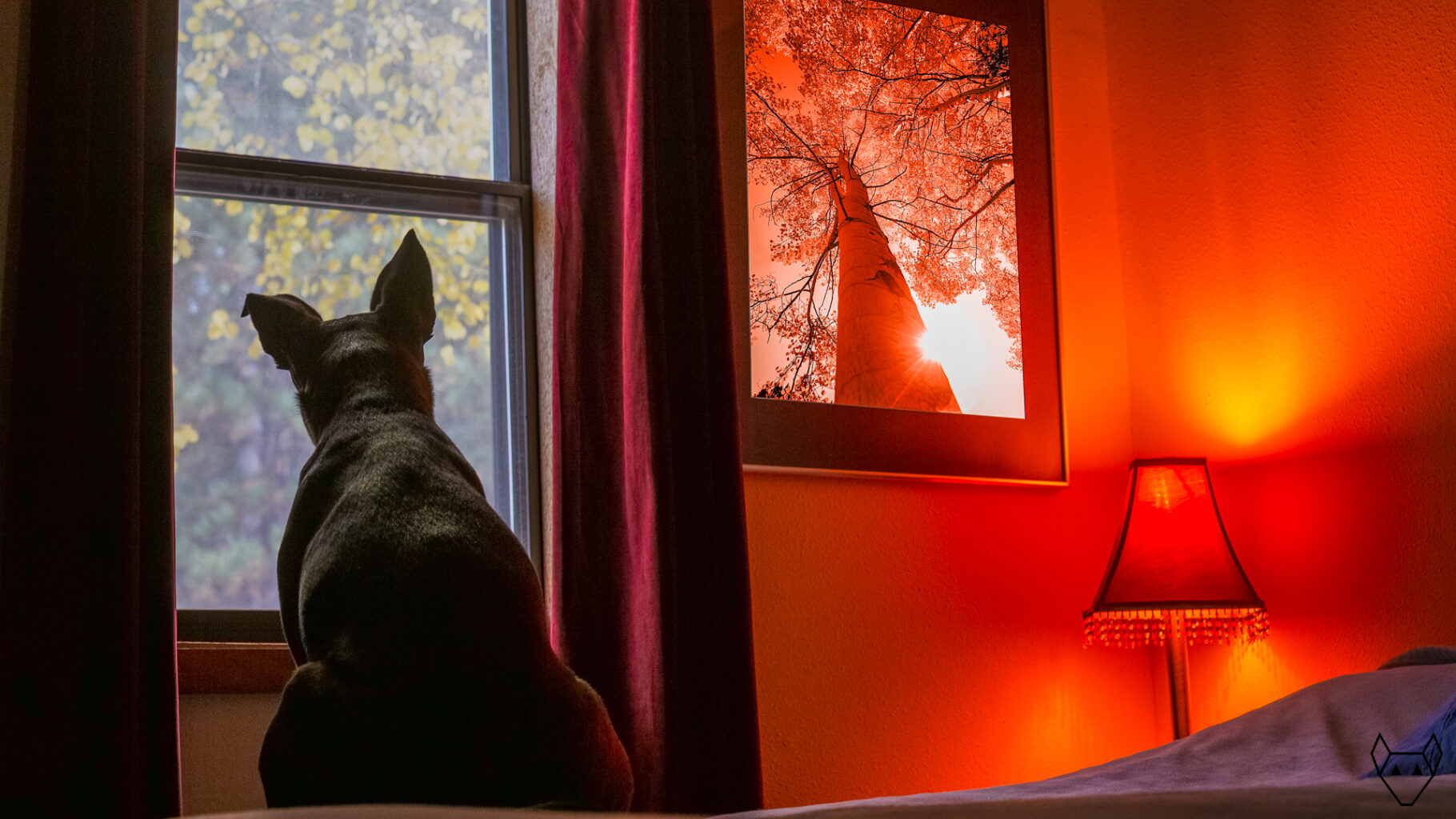 A dog waits for winter