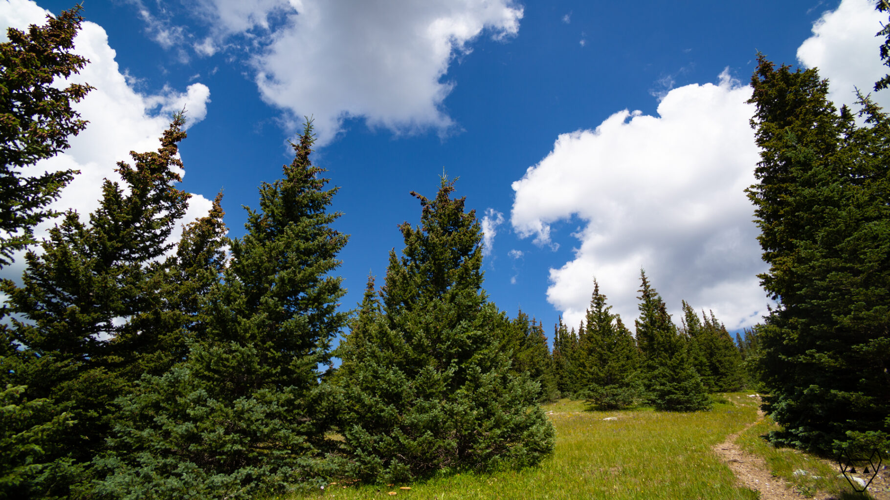 Trail through a spruce tree forest.