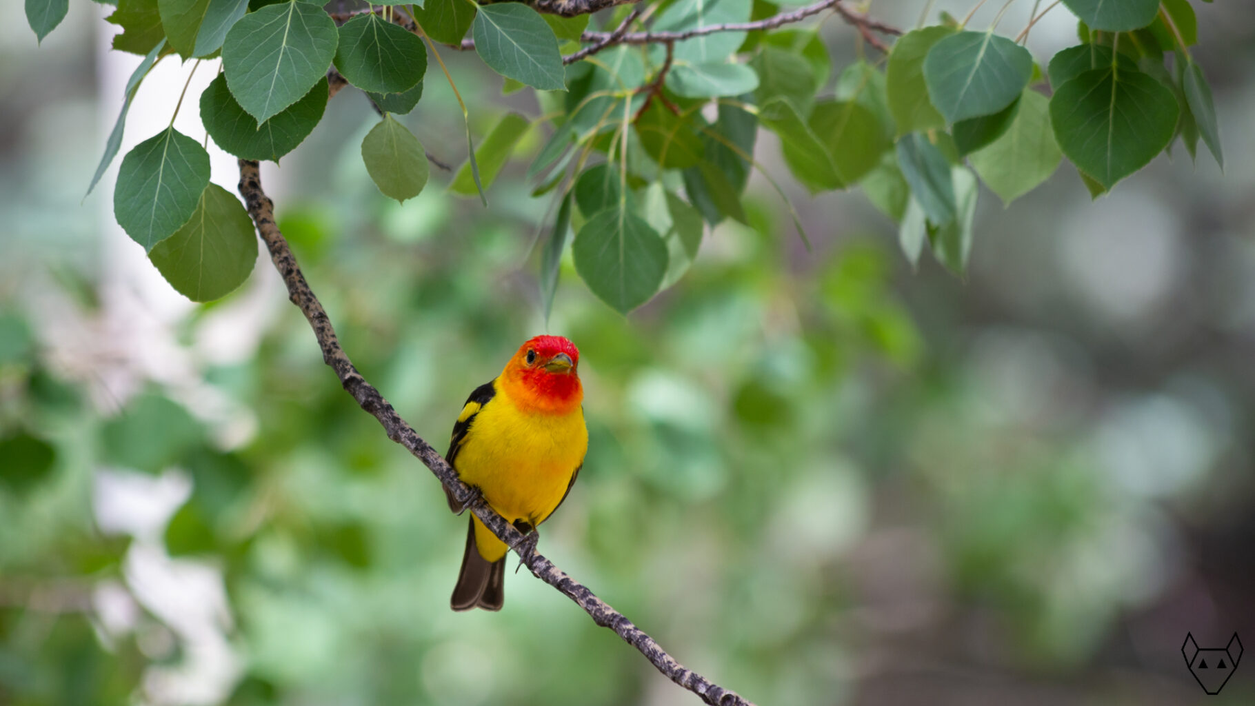 Another bipedal animal, the bird evolved wings instead of arms.