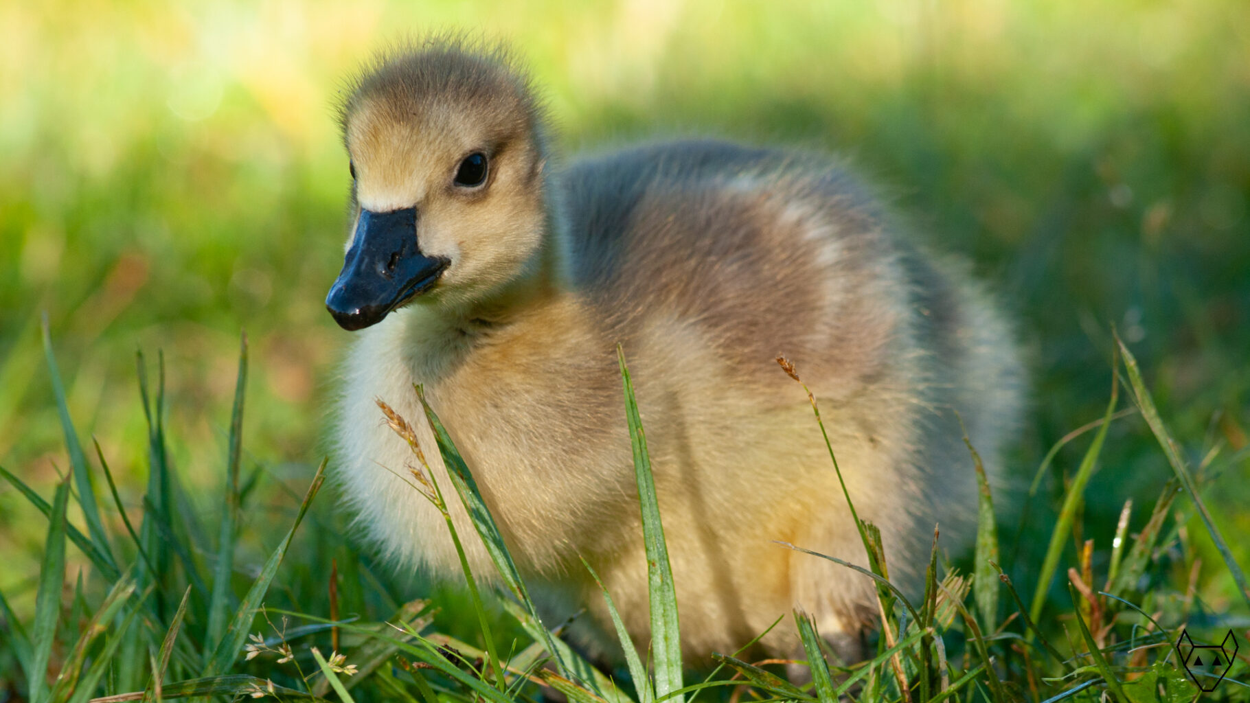 Gosling in the Grass