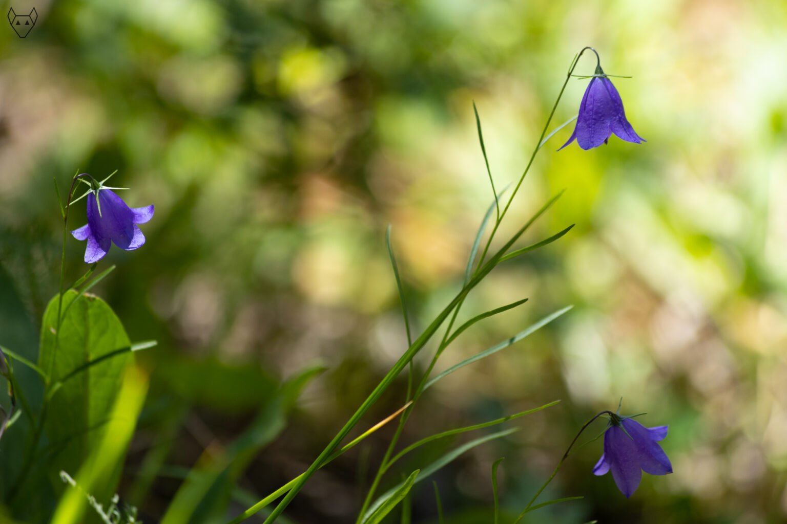 A slender blue wildflower rises from a tangle of grasses and sunlit leaves. Its stems are thin and wiry, almost threadlike, bending gently under the weight of several small, bell-shaped blossoms.