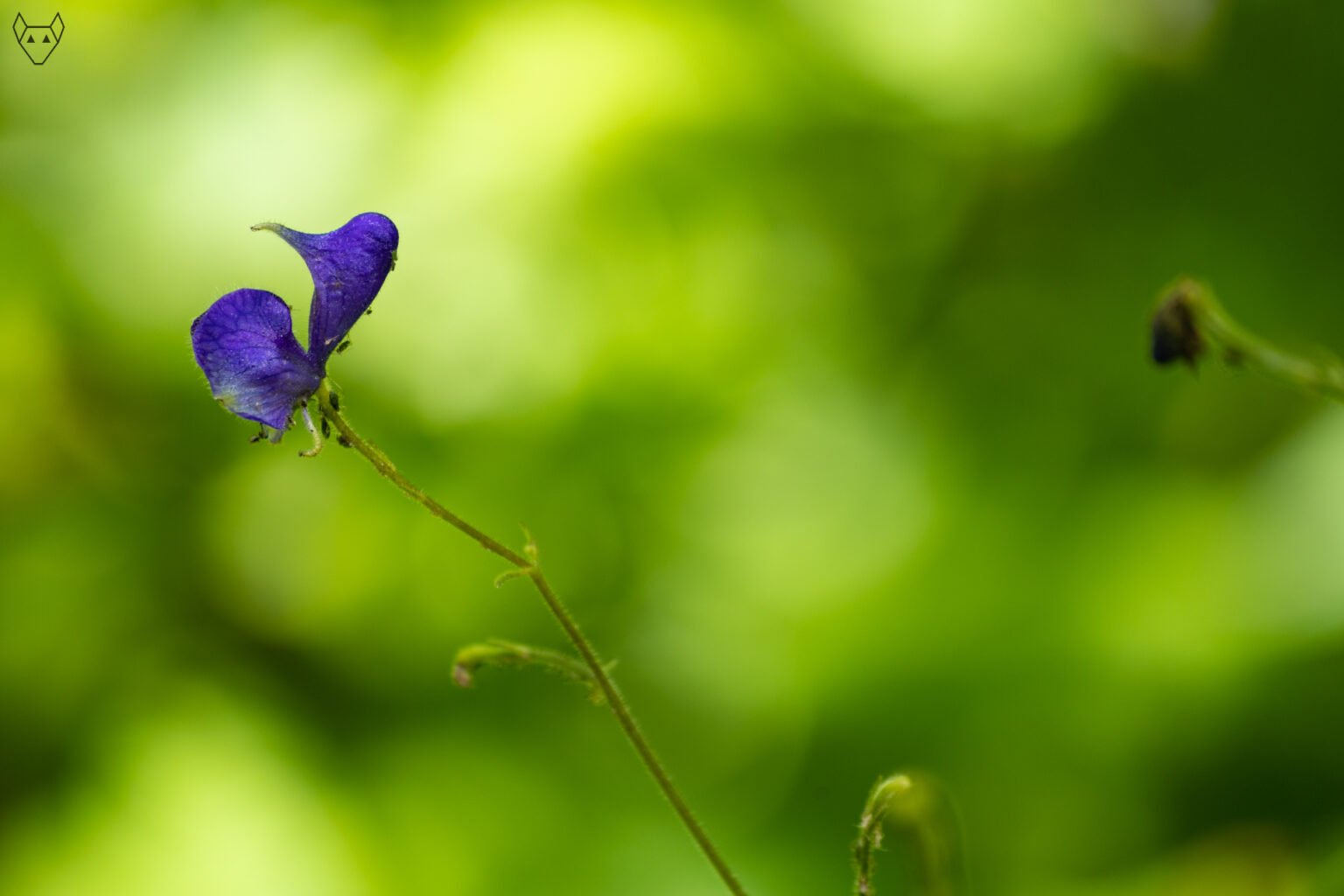 A deep blue-violet monkshood blossom hangs from a slender green stem, its upper petal forming a small hood like a folded cloak. The flower emerges from soft, blurred mountain greenery, delicate and almost hidden.