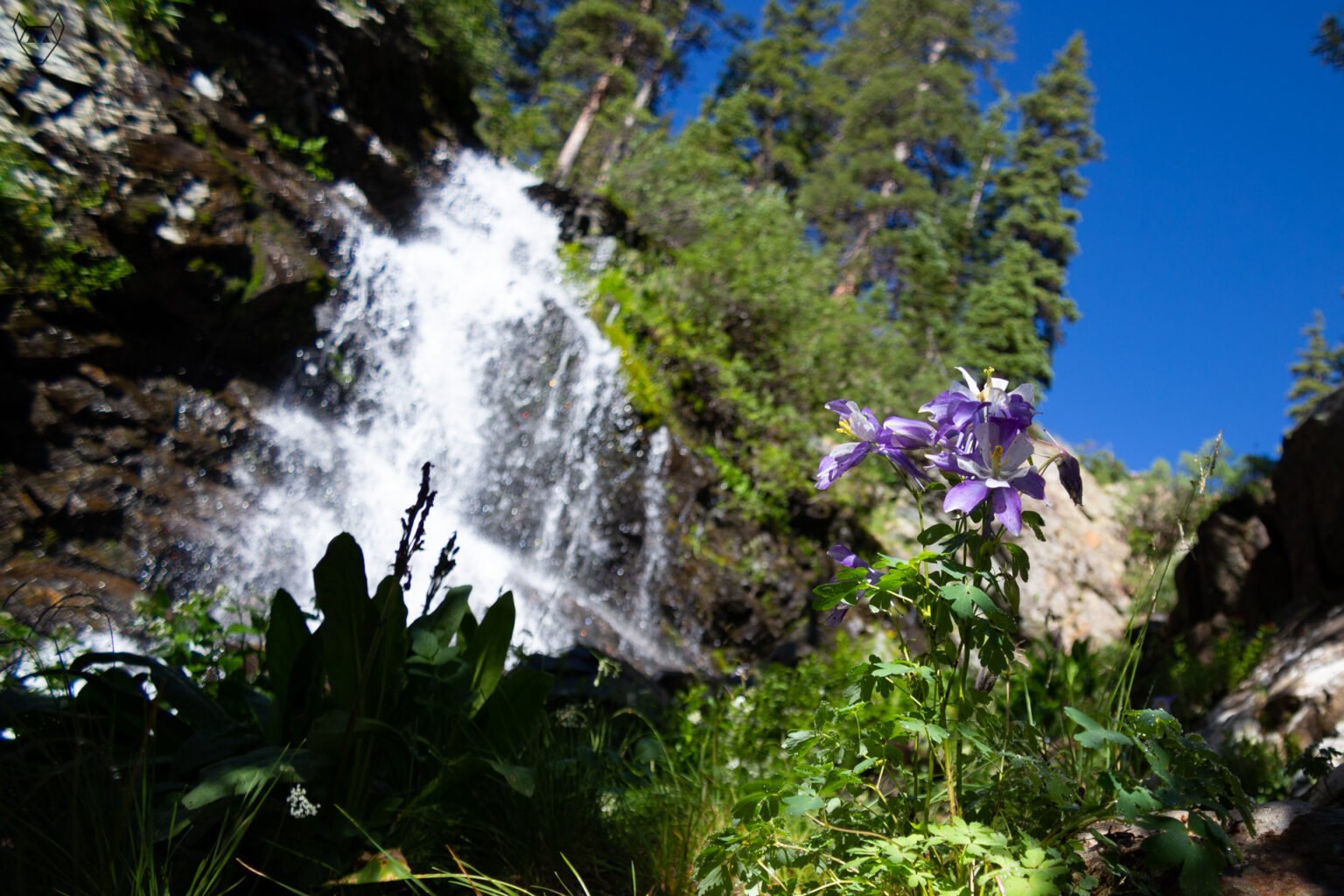 A blue-and-white Rocky Mountain columbine grows beside a rushing mountain waterfall. Its white petals face outward while long blue spurs sweep backward, filled with sweet nectar for bumblebees.