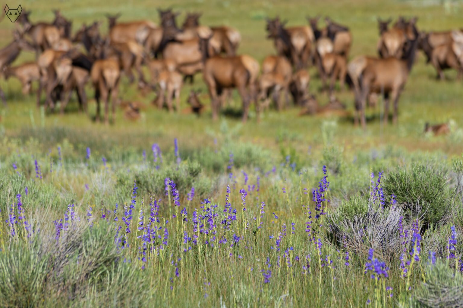 Blue-violet Sidebells penstemon blooms in the foreground, its small tubular flowers gathered along one side of each stem. Behind it, a herd of elk grazes softly out of focus in the sagebrush.