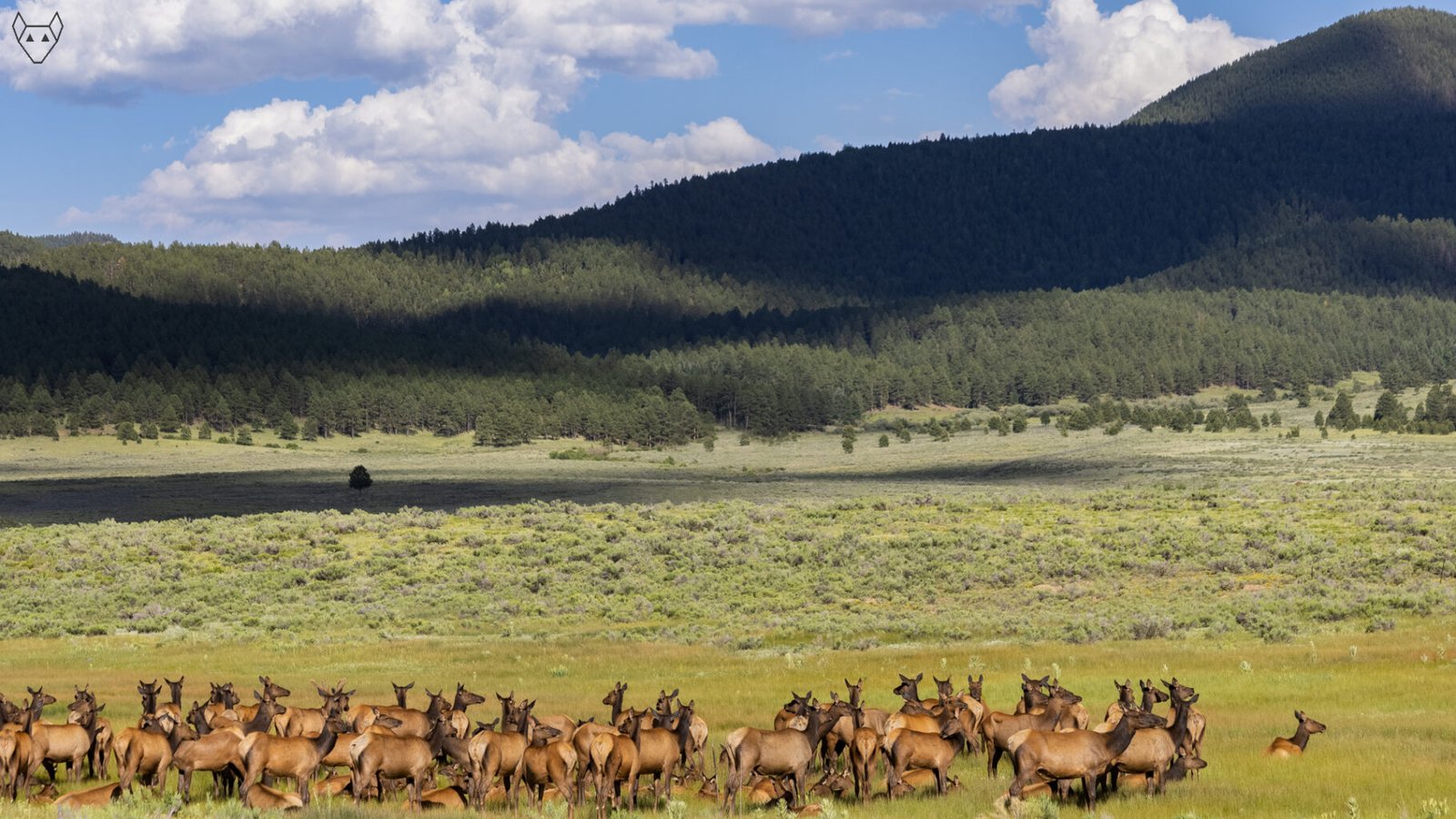 A large herd of elk gathers in a green valley below a forested mountain. Sagebrush and meadow grasses stretch behind them, while cloud shadows move across the slopes under a bright blue sky.