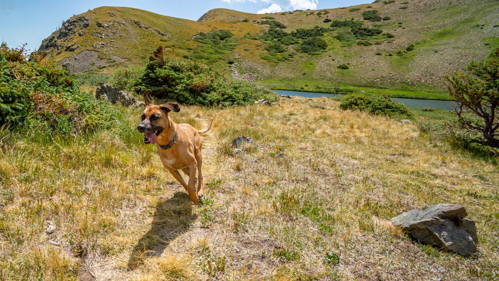 A tan dog trots through dry alpine grass on a narrow path on the peninsula of Horseshoe Lake. Krummholz conifers and rocky green slopes surround the lake, with blue water visible behind the dog.