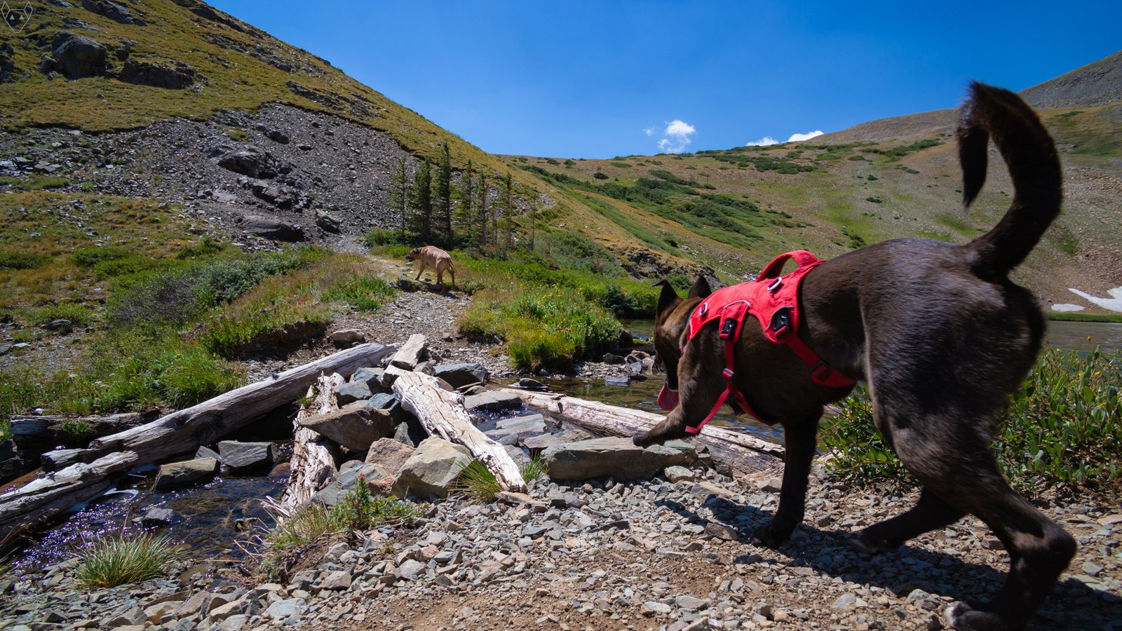 A dog in a bright red pack steps across rocks and weathered logs beside a clear alpine inlet. Ahead, a tan dog stands on the trail as green slopes, scree, small conifers, and a slice of lake rise toward a deep blue sky.